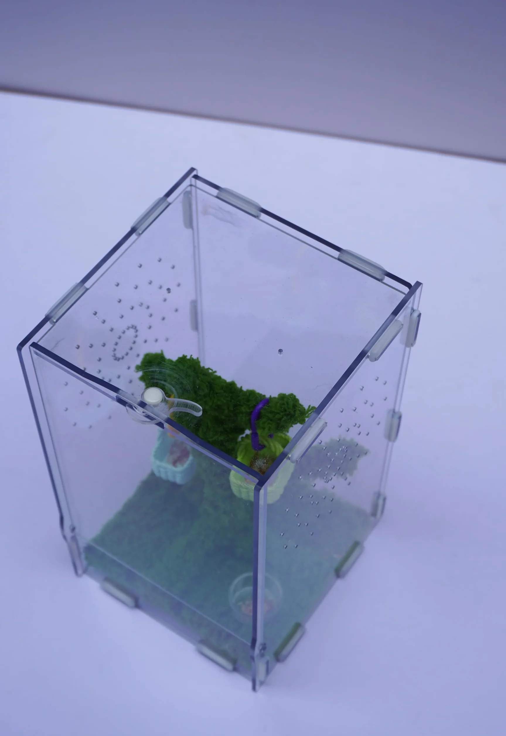 Kit Terrarium Araignées Sauteuses Acrylique Ventilé 22x13x12 cm avec Pince Nourriture et Décor