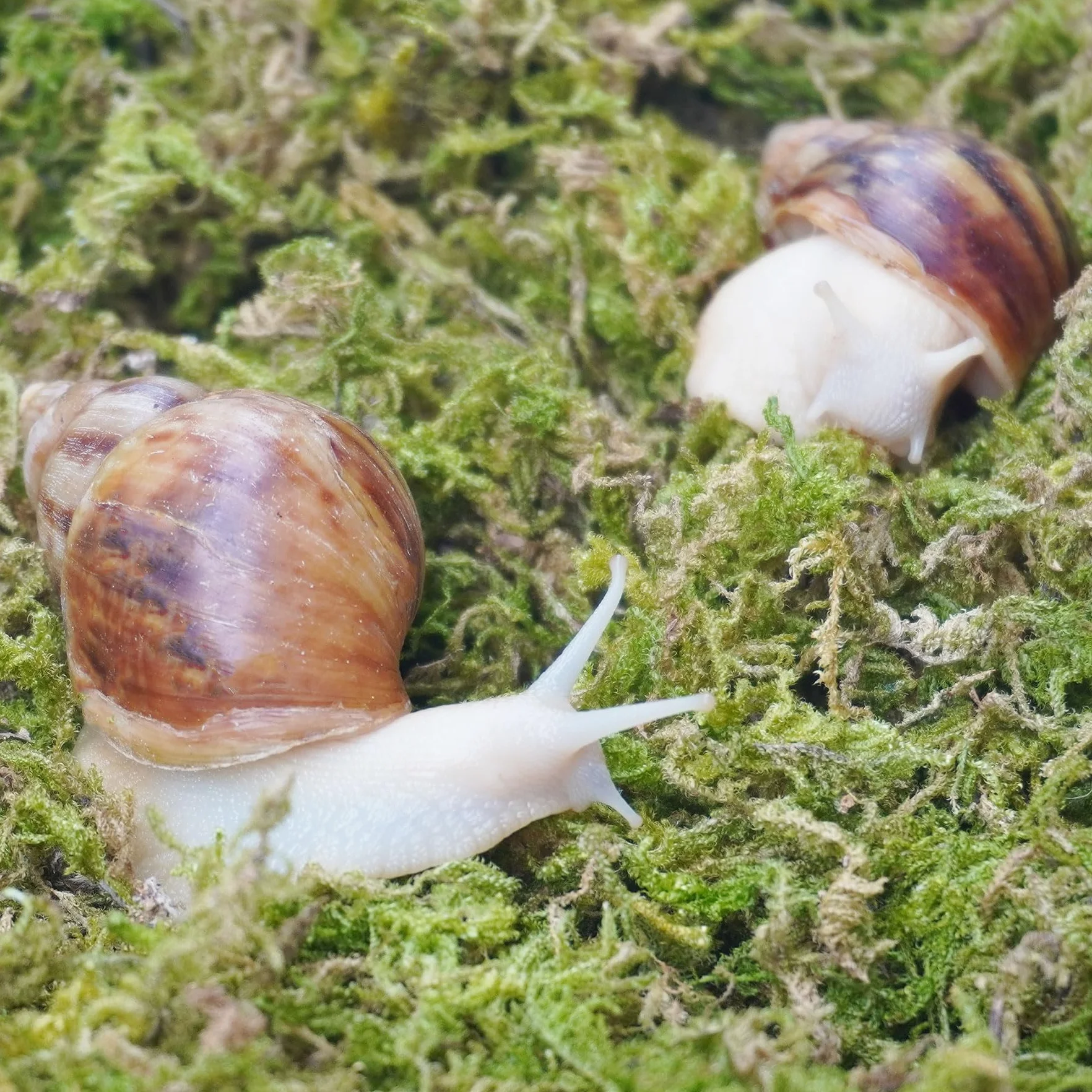 Substrat pour escargots 113,4 g maintien humidité aquarium