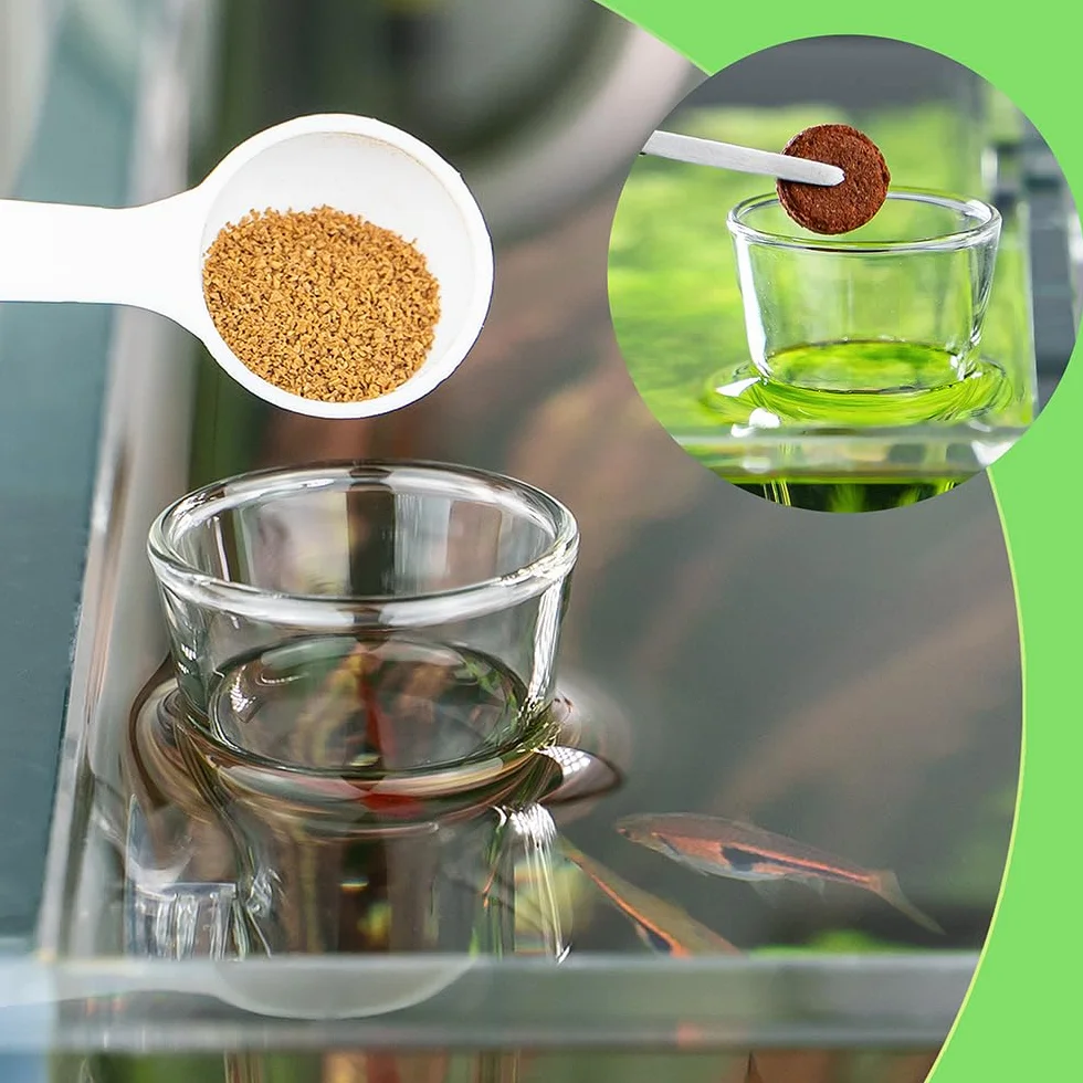 LINLAN Mangeoire à crevettes en verre 25 cm, tube d'alimentation, bol carré, ventouses