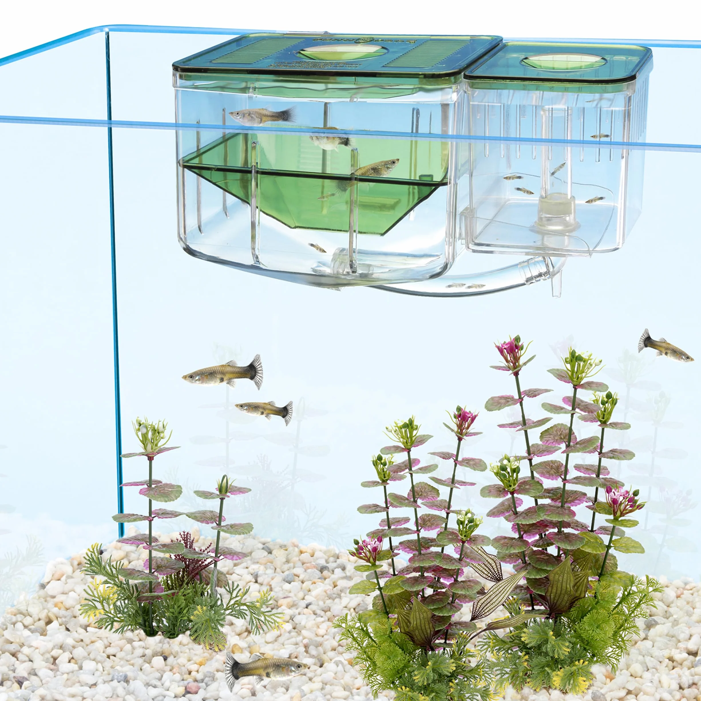 Penn-Plax AN2 Aqua Nursery and Hatchery, boîte d'élévage pour Aquarium
