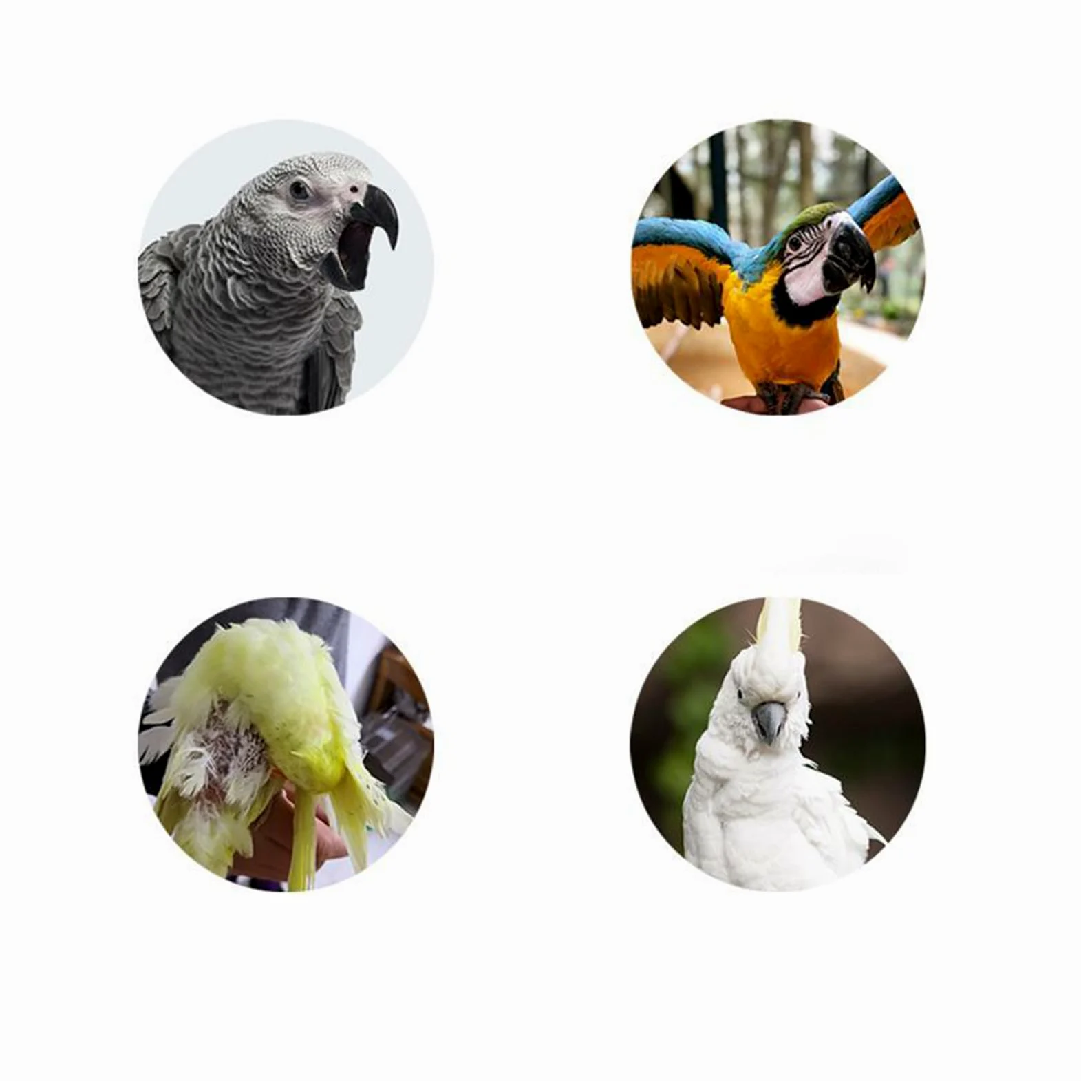 Perchoir À Oiseaux Balançoires et Échelles en Bois pour Grimper | Avec Plateau Amovible en , Coupe et Perchoir pour Calopsitte Pour Dressage, Fourrage, Maison, Intérieur et