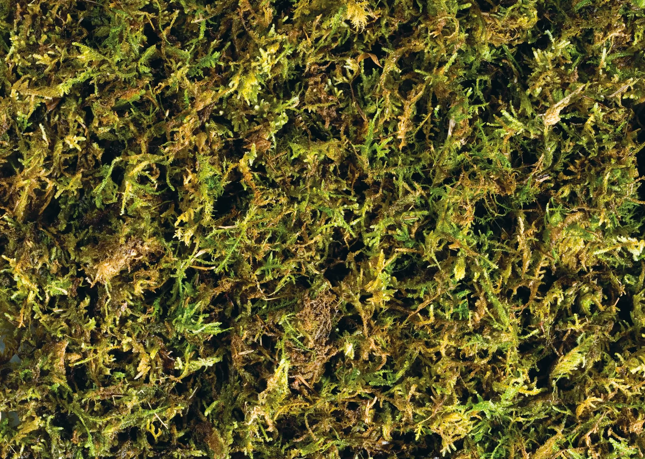 Exoterra Set de 2 Substrats Mousse de Forêt pour Reptile Amphibien 7 L