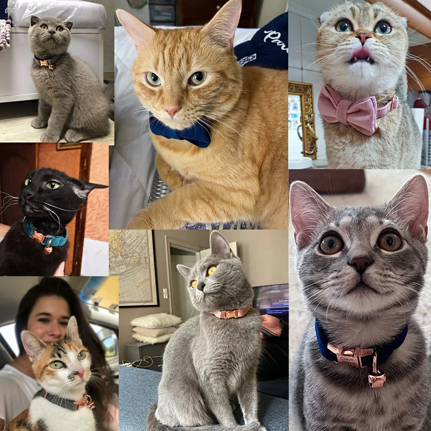 Collier pour chat personnalisé avec étiquette nominative et numéro de téléphone gravés, velours or rose