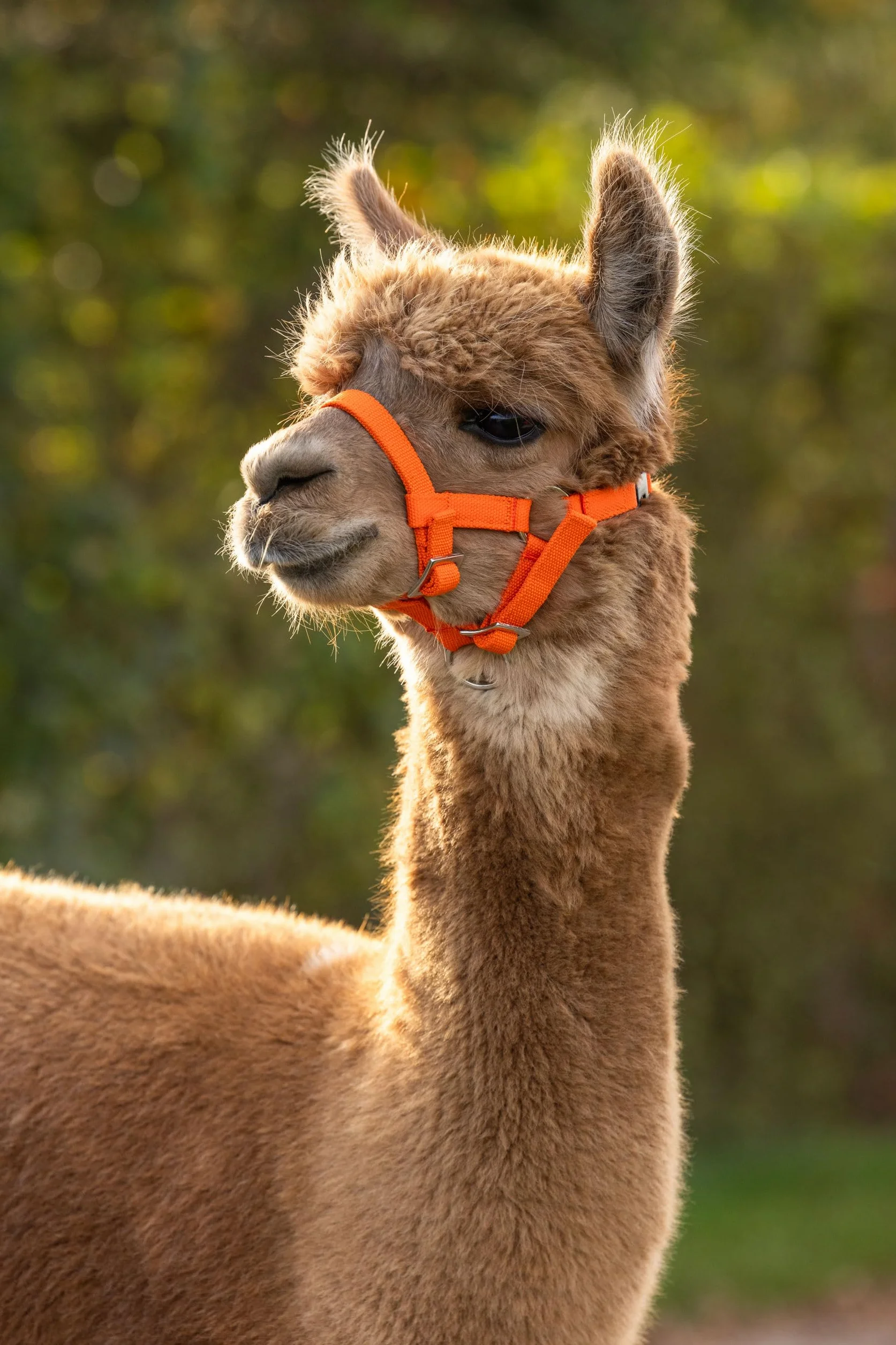 Kerbl Licol d'Alpaga avec Fermeture à Clip Orange Taille Universelle Réglable Matériau Souple Lavable