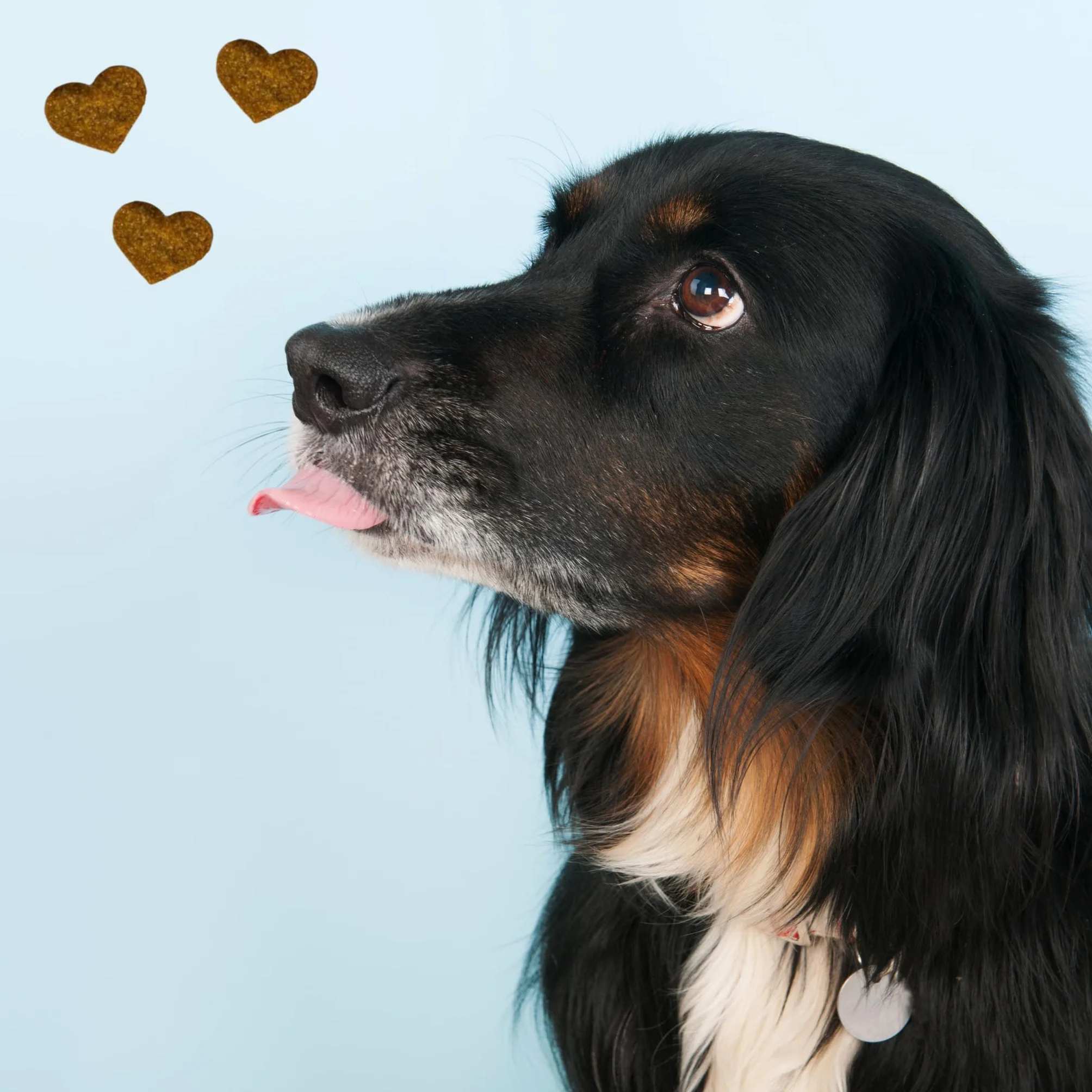 BESTI Compléments Alimentaires Premium pour Chiens Démangeaisons Omega 3 Probiotiques Saumon 300g
