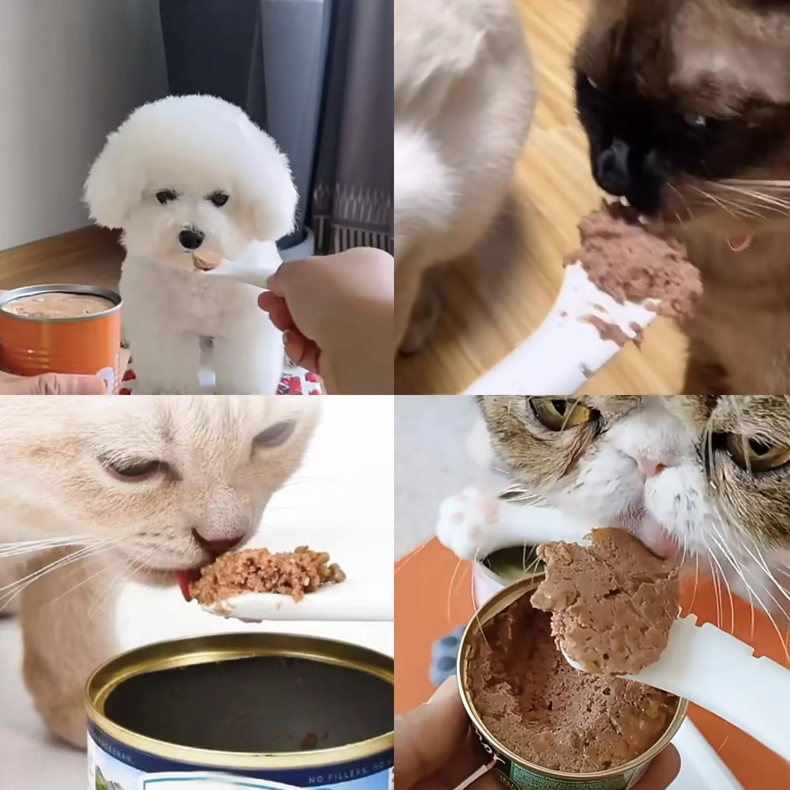 Lot de 2 cuillères à nourriture pour chat - Cuillère à chat - Ouvre-boîte multifonction - Pour animaux de compagnie - Cuillère à nourriture pour animaux de compagnie