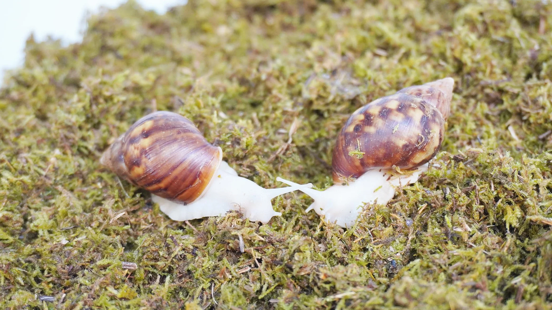 Substrat d'escargot 141,7 g pour terrarium
