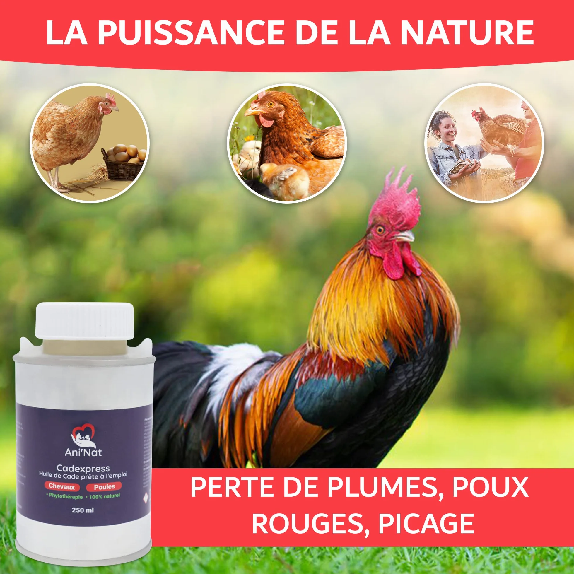 AniNat CADEXPRESS Huile de Cade prête à l'emploi - Soin des Pattes des Poules, Sabots Chevaux - Pot 250ml