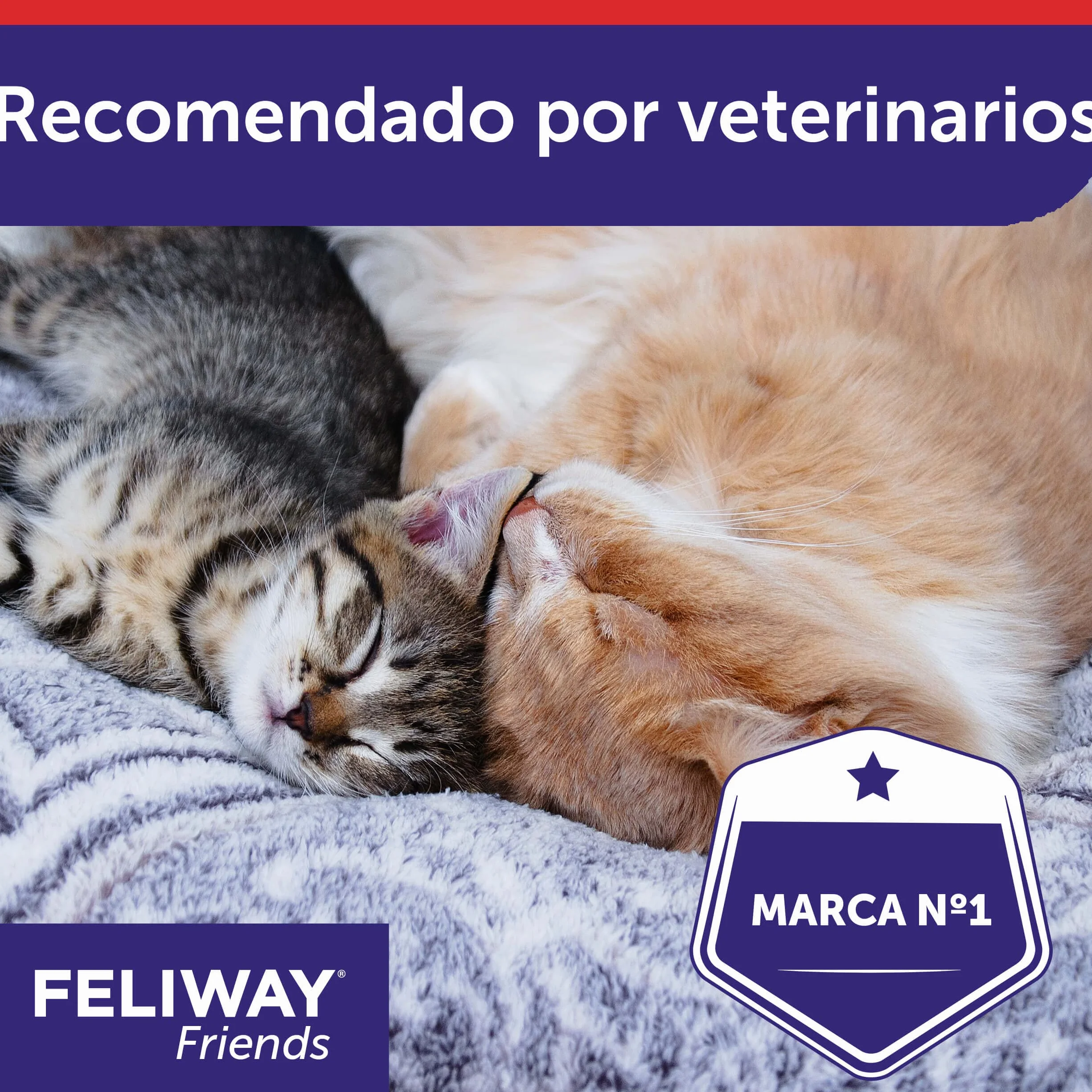 FELIWAY Friends Pack 3 Recharges Réduit Conflits Tensions Bagarres Chats Scientifiquement Prouvé 3x30 Jours