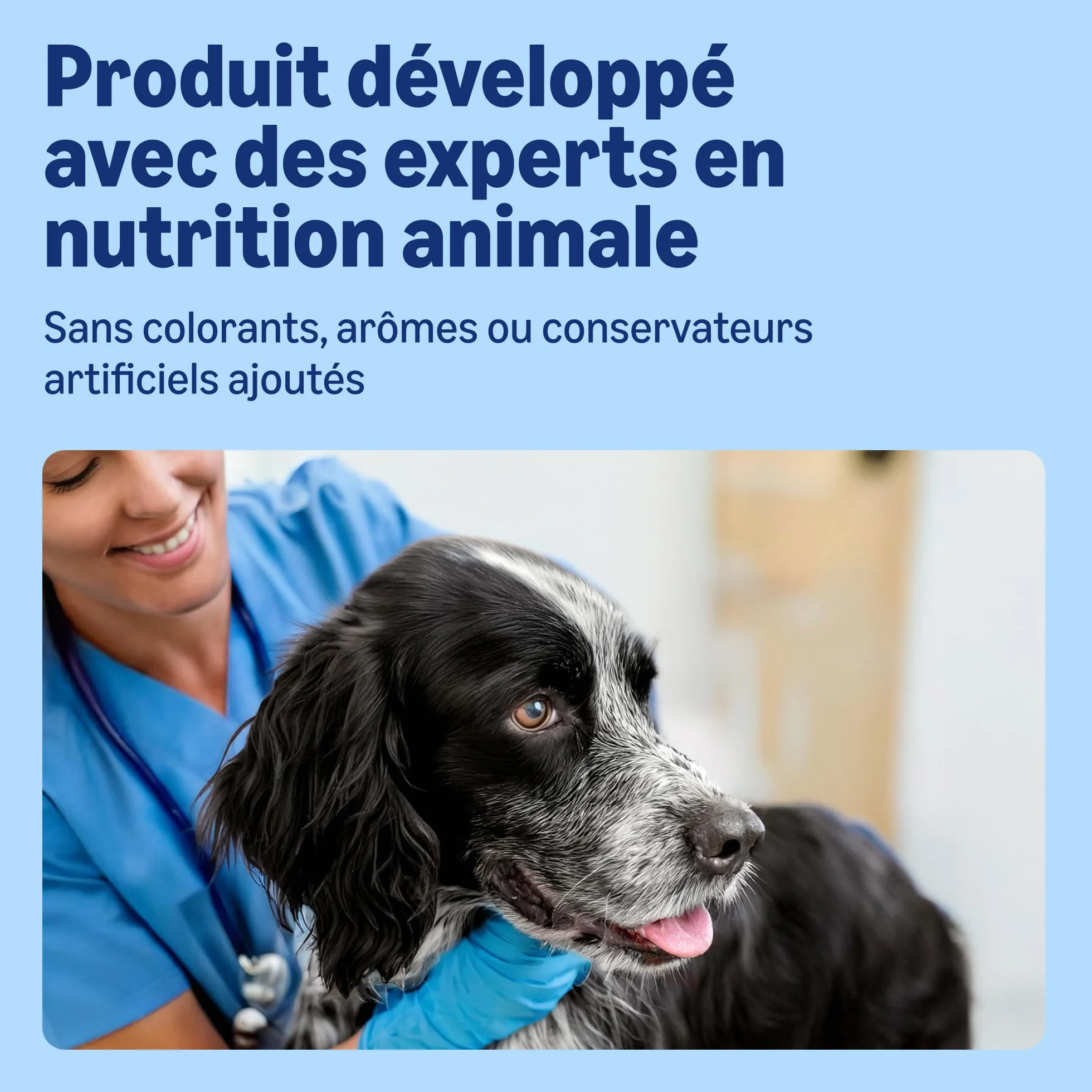 Amazon Nourriture Humide pour Chiens Pâté Mélangé 300g Lot de 20