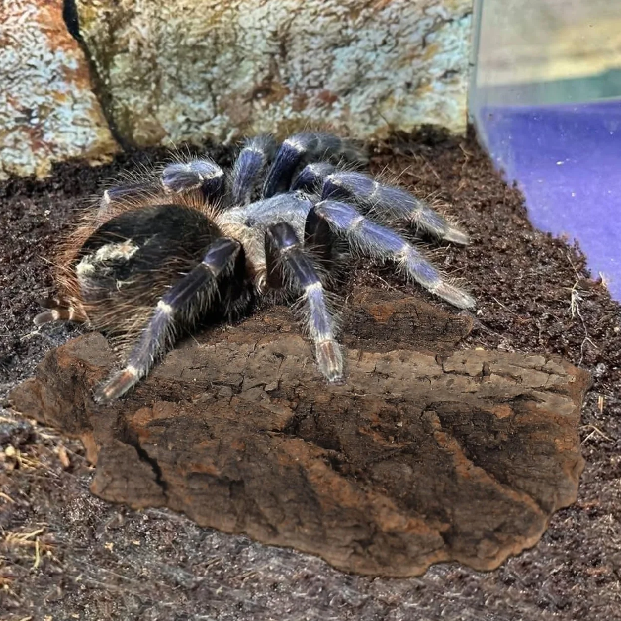 BESPORTBLE Lot de 4 cachettes en écorce d'arbre pour reptiles tortue léopard gecko serpent hamster