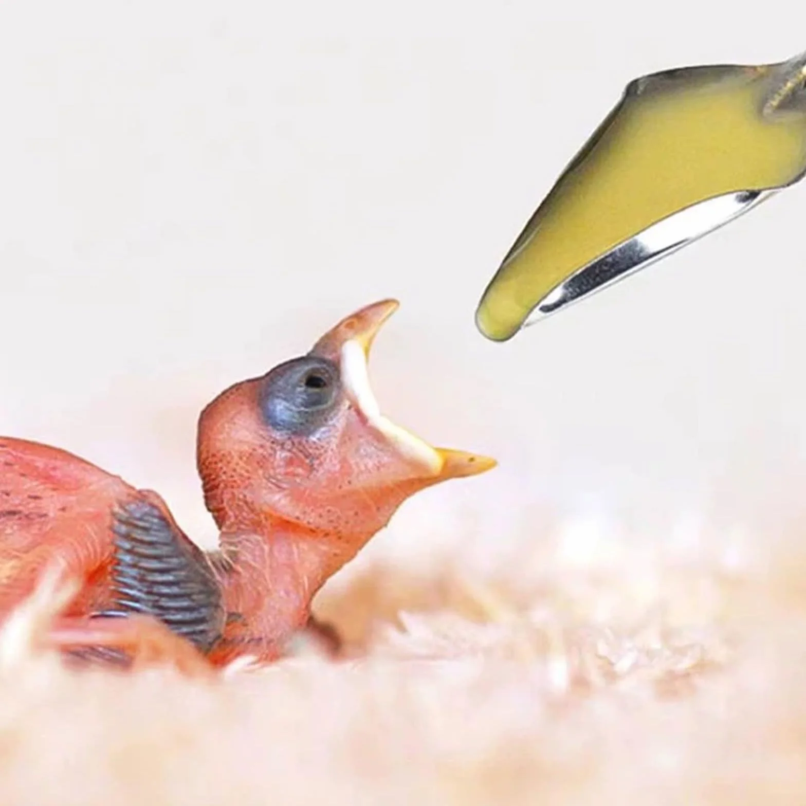 Tuyau d'alimentation pour jeunes oiseaux seringue 10 ml accessoires pigeons outil alimentation main bébés oiseaux perroquets