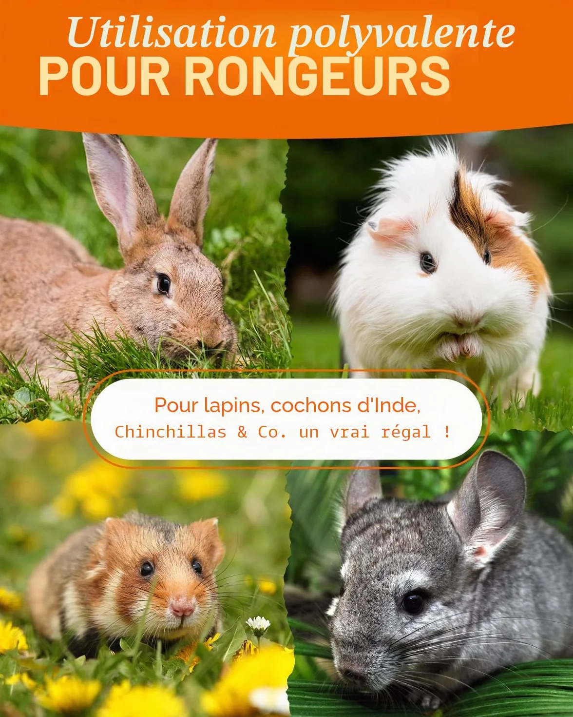 Petifool Blütenfest 380 g Complément alimentaire naturel pour rongeurs lapins cochons d'Inde hamsters chinchilla