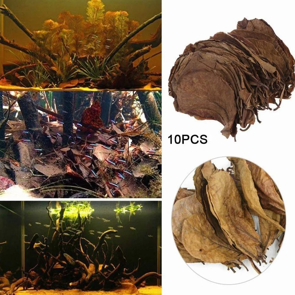 POFET Catappa Lot de 10 feuilles d'amandes indiennes Ketapang pour crevettes Betta Poisson Entretien aquarium