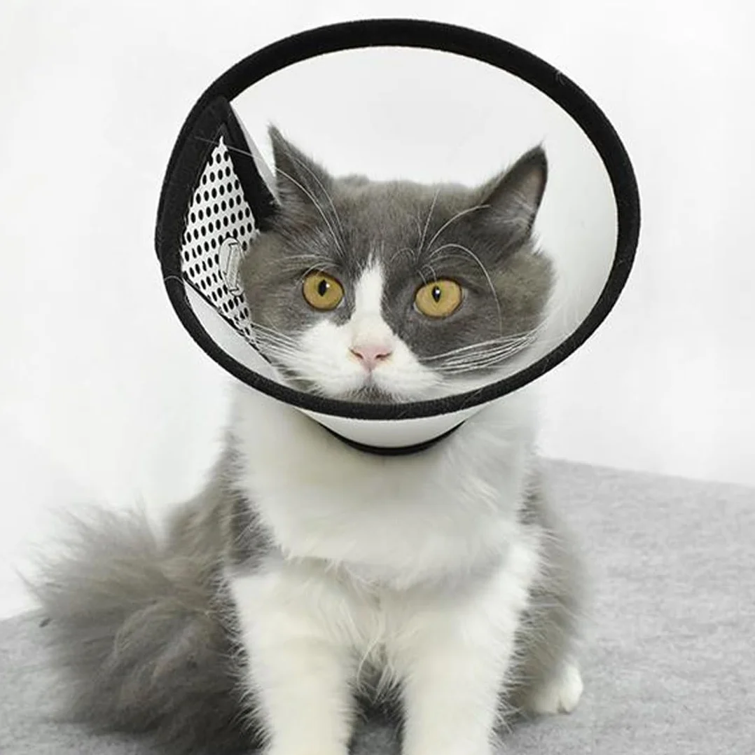Cône Collerette en Plastique Protecteur de Cou Réglable Anti-Morsure pour Chats 3-5 kg 22-25 cm