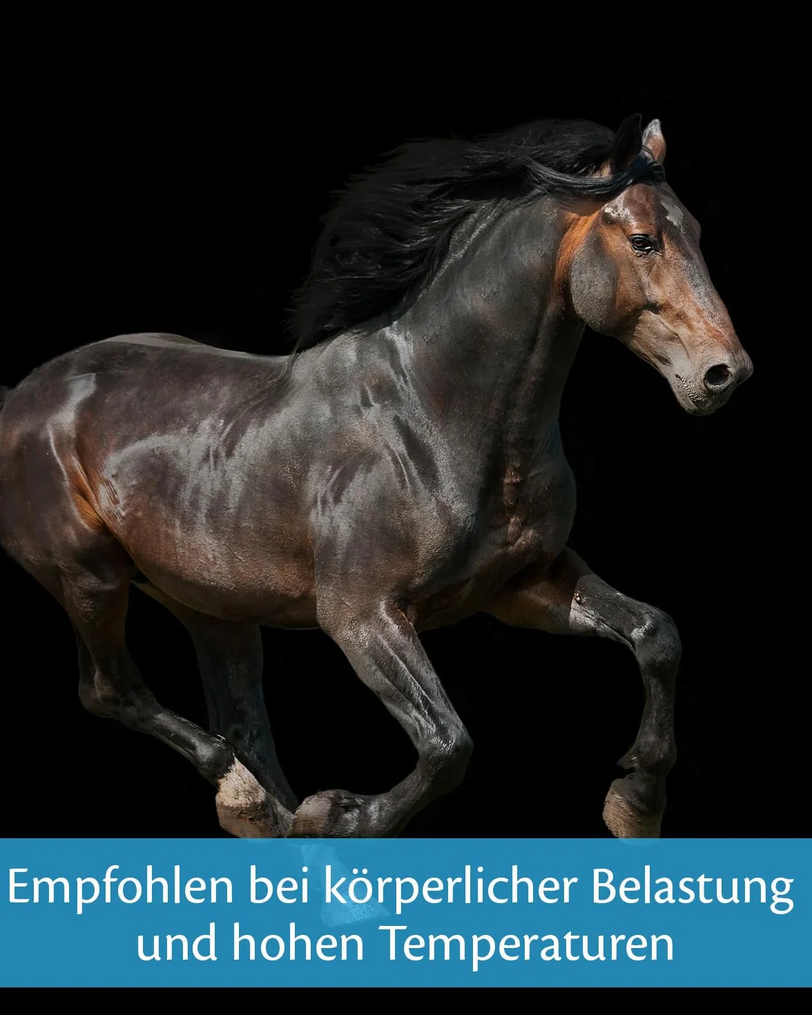 EQUISTRO® Energy Booster Complément Alimentaire pour Chevaux 20 g