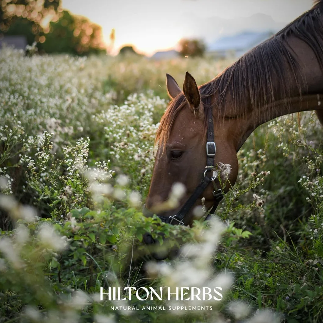 Hilton Herbs Equimmune Gold 1 L Complément Alimentaire Cheval