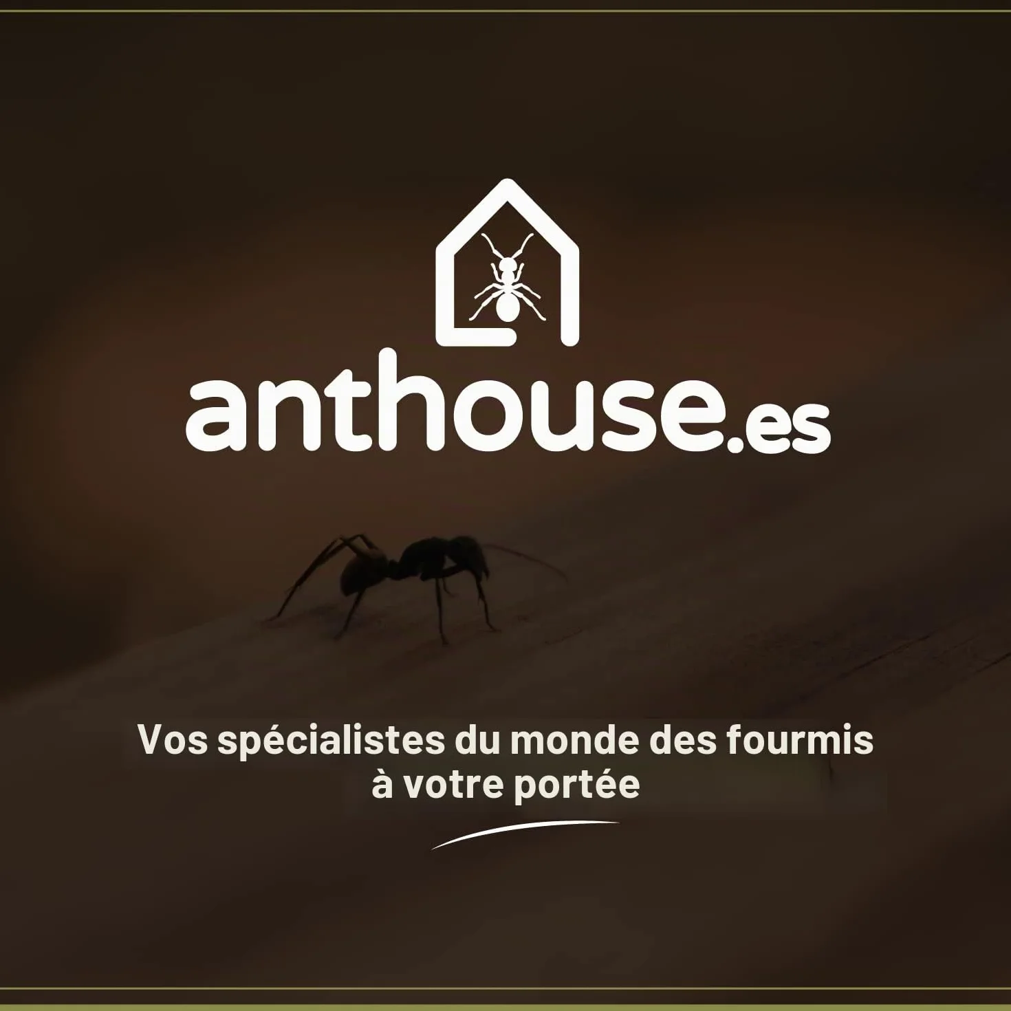 AntHouse Fourmilière Naturelle en Sable Kit Acrylique 15x15x1,5 cm Fourmis Incluses
