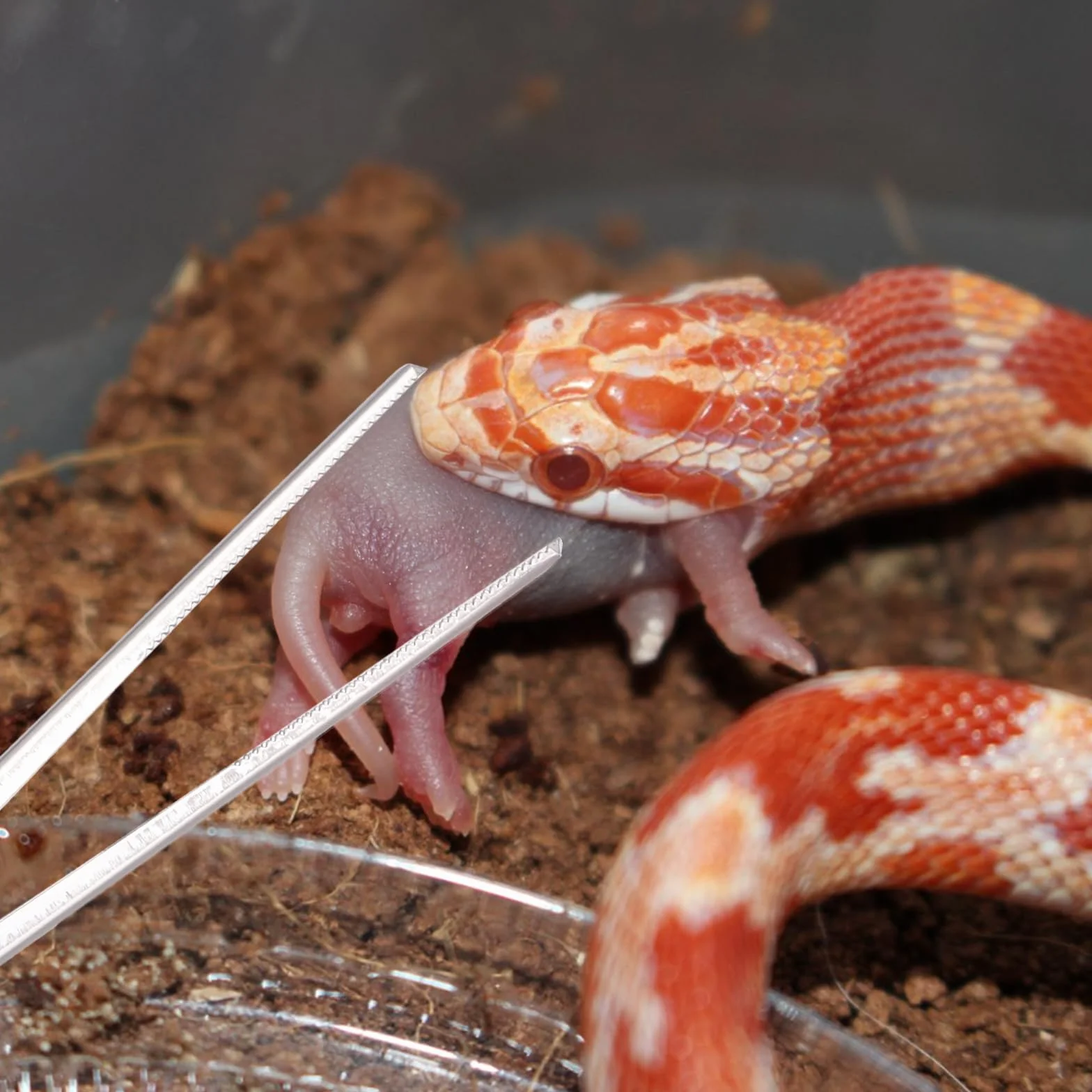 Pince à Nourriture Reptile 37cm Antidérapants pour Serpent Python