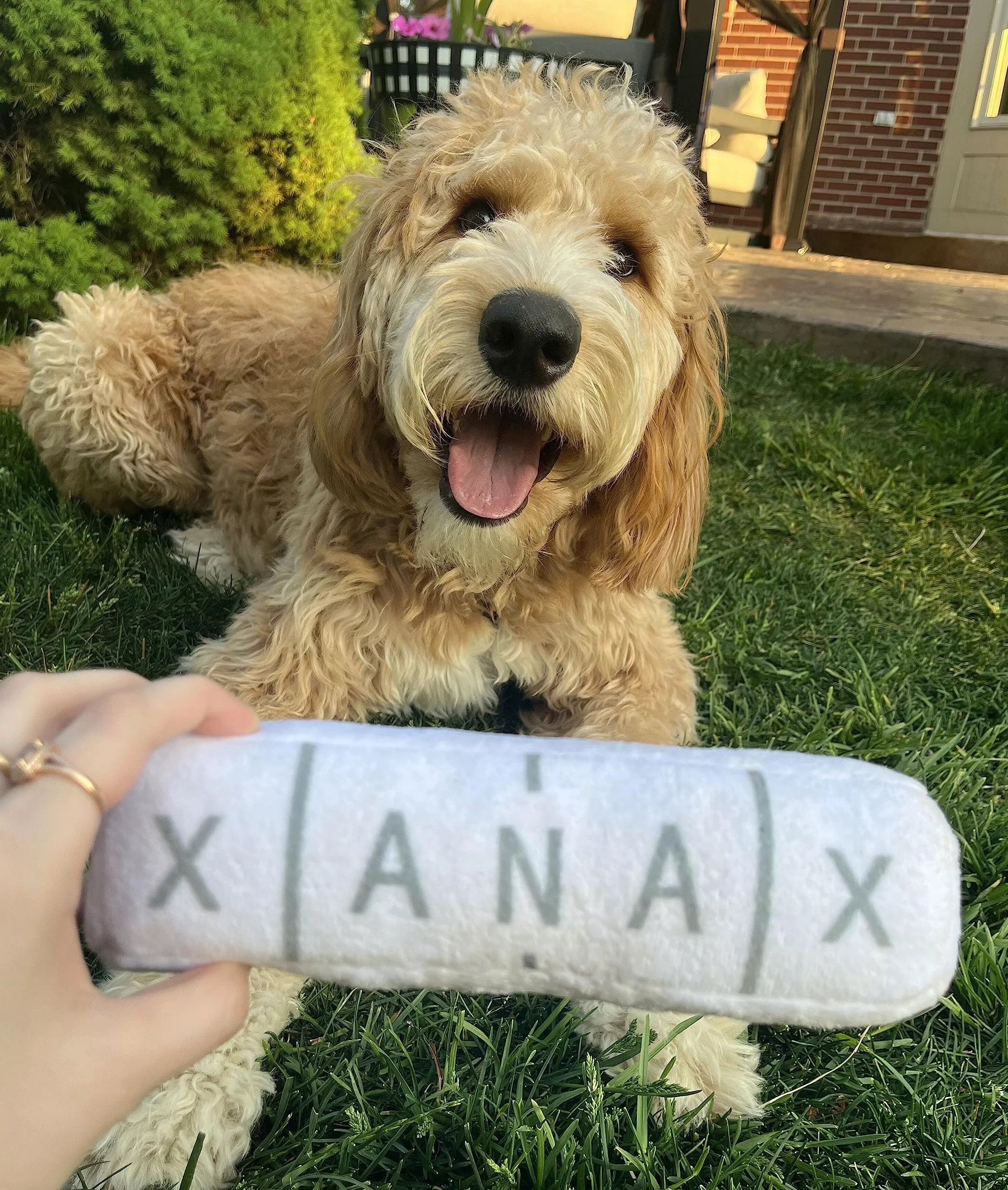 Nestpark Jouet amusant pour chien - Parodie en peluche froissée