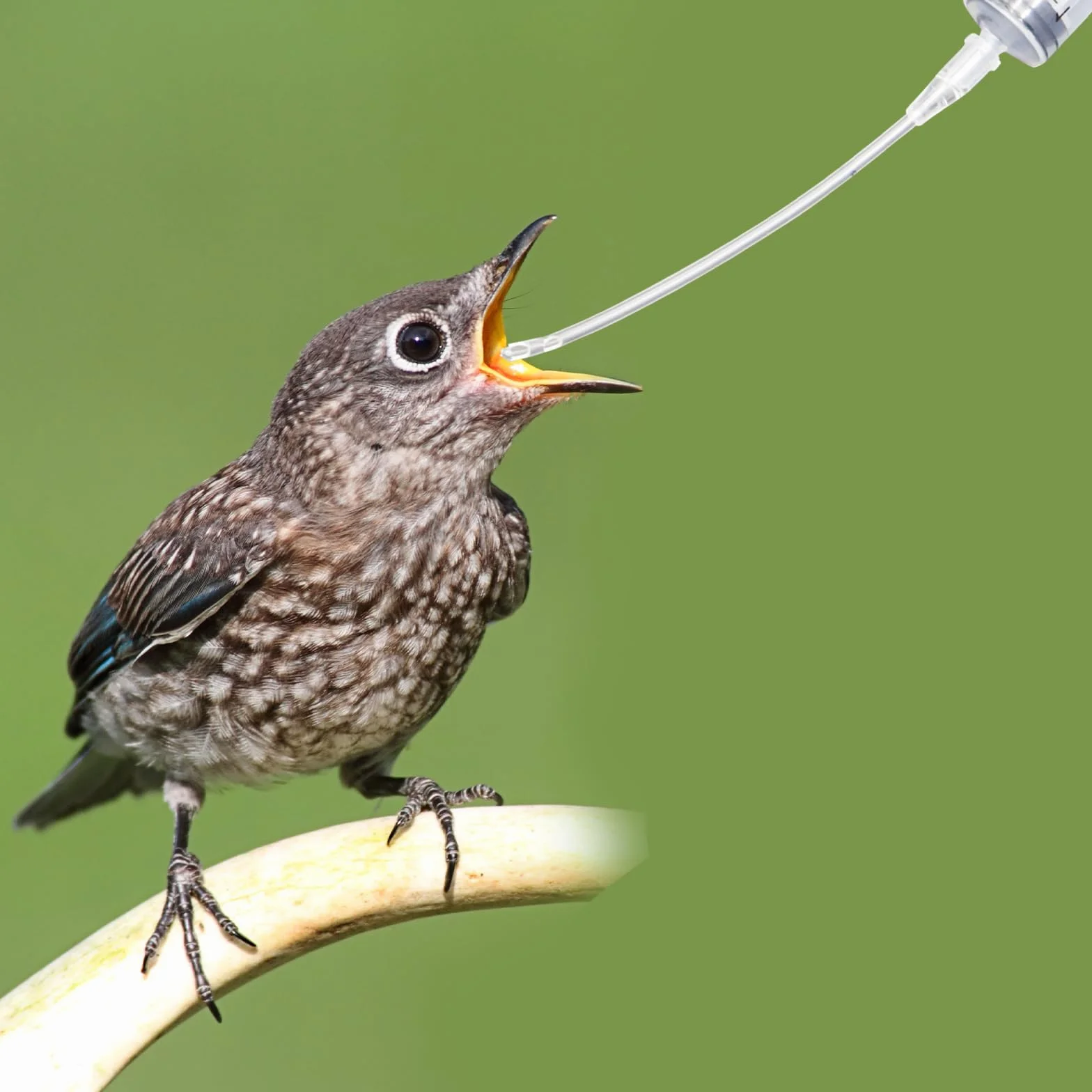 Seringue plastique avec tuyau 10 ml kit d'alimentation pour jeunes oiseaux pigeons perroquets