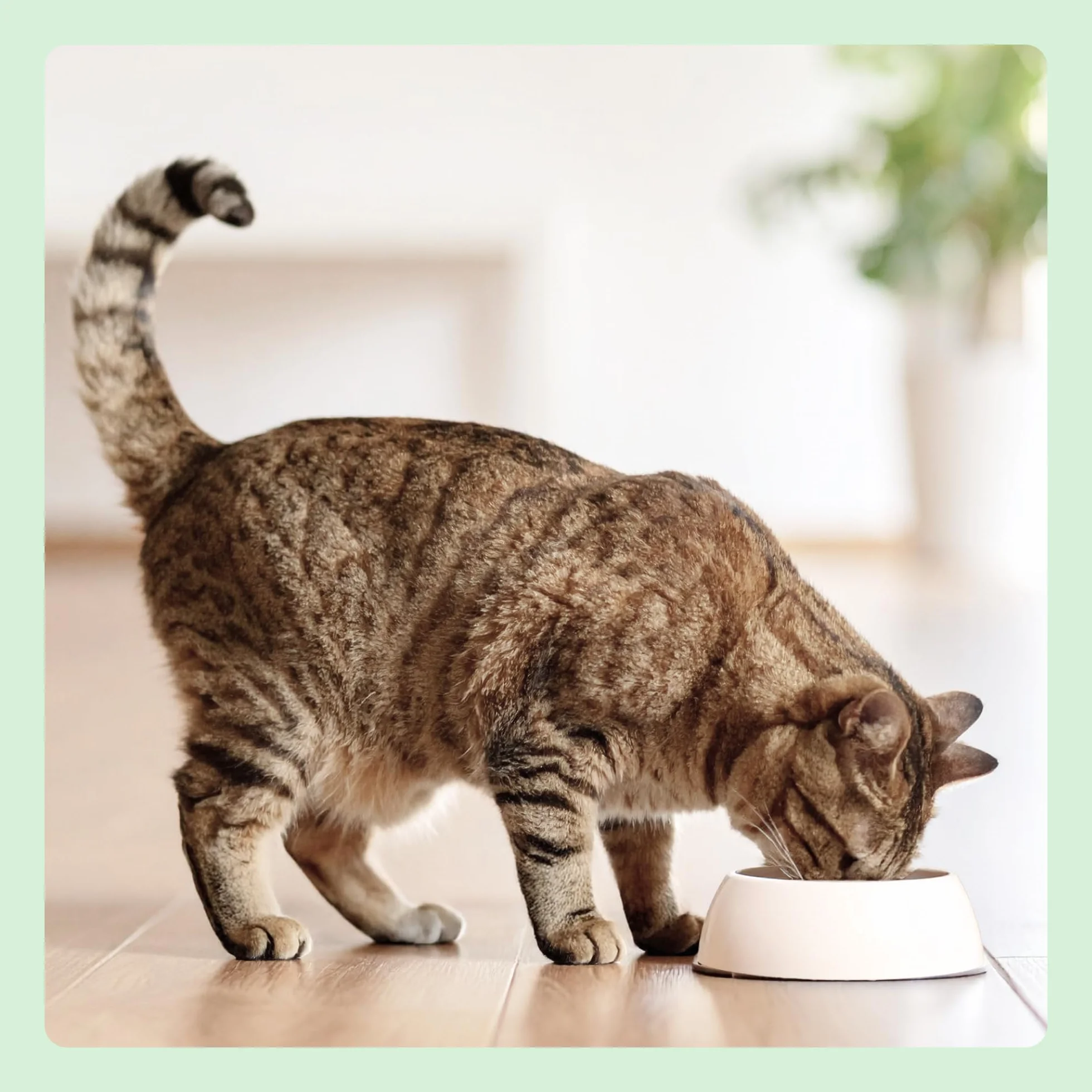 Amazon Nourriture humide pour chat sans céréales, pâté de poulet, 6 x 400 g