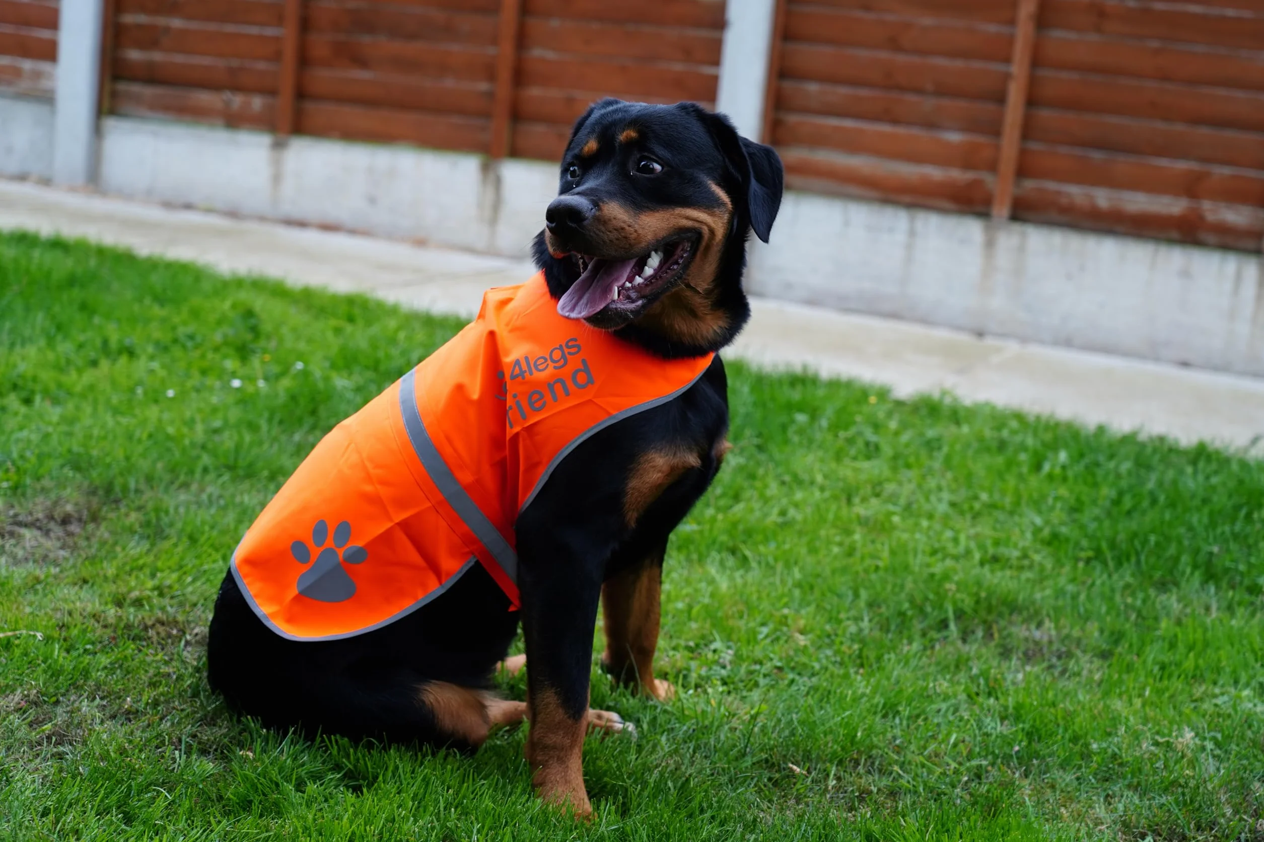Gilet de Sécurité Réfléchissant pour Chien 5 Tailles Haute Visibilité Jour et Nuit