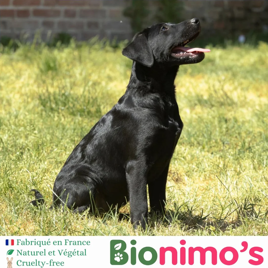 Spray Anti-Mordillement Chiens & Chats Bionimo, Naturel et Végétal, Eucalyptus, Eau Lavande Bio, 100% Français