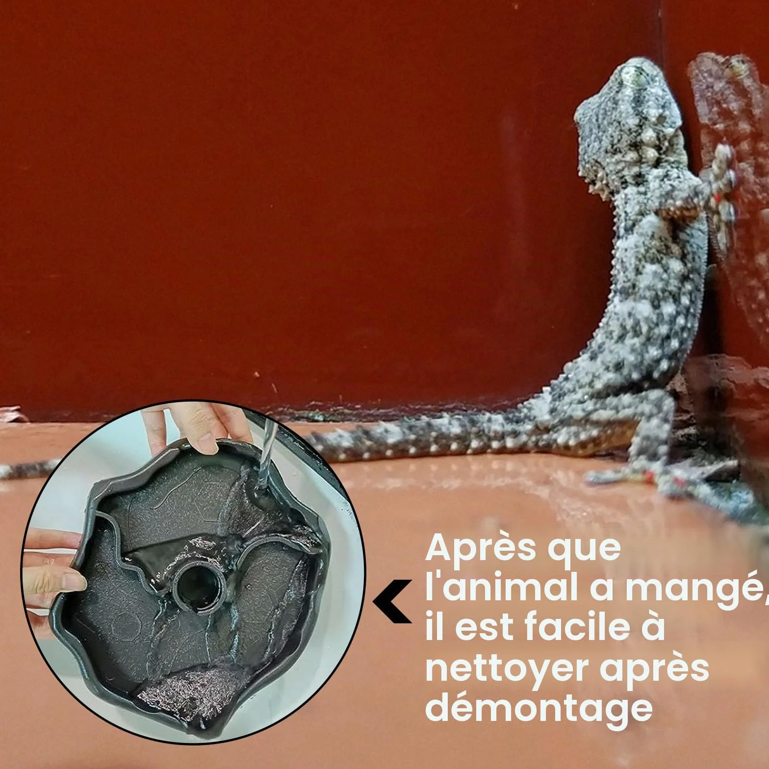 Funmo Distributeur d'eau pour Reptile 2 en 1 Anti Débordement Plastique Brun