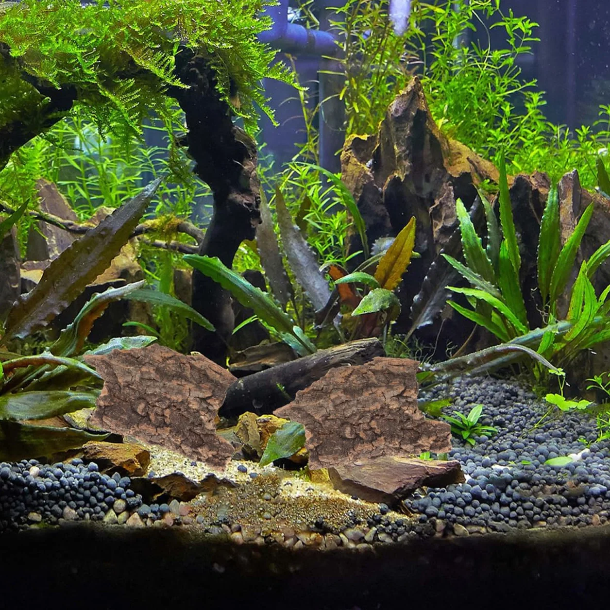 LALAFINA Lot de 10 Écorces Décoratives Naturelles pour Terrarium Reptiles Lézards Tortues Petite 5-9 CM Bois Sûr