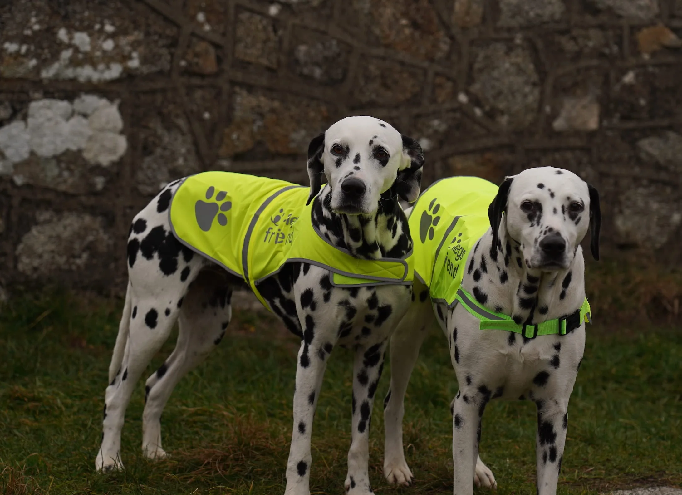 Gilet de Sécurité Réfléchissant pour Chien Haute Visibilité 5 Tailles XL
