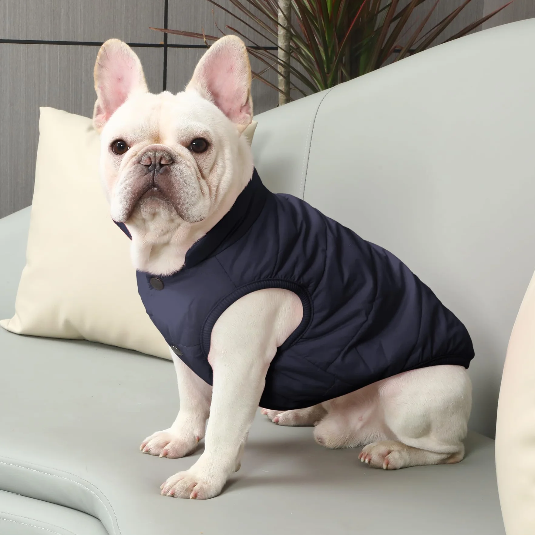 Joydaog Manteau coupe-vent chien 2 couches doublure polaire extra-chaude