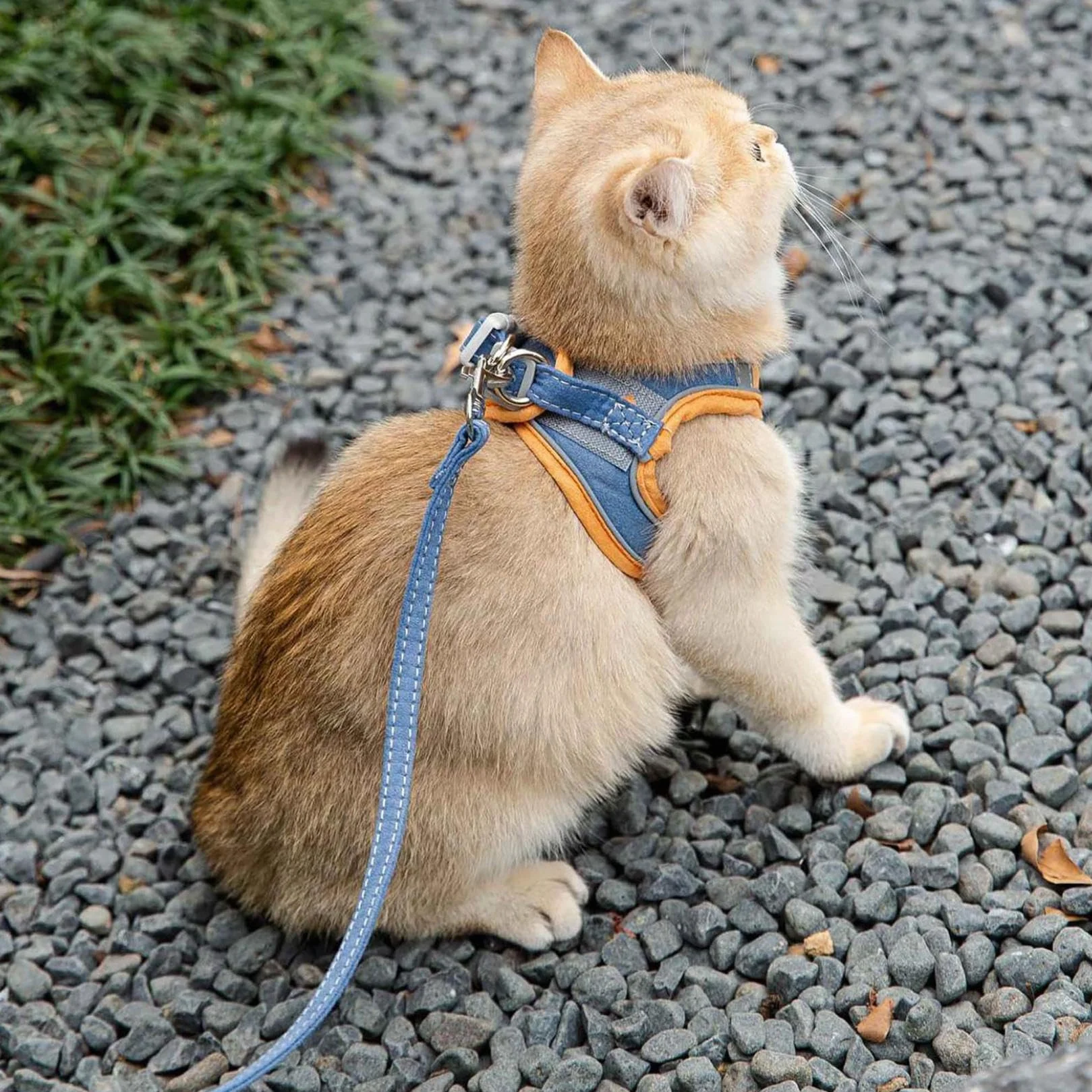 Harnais anti-fugue pour chat et chiot réglable orange L