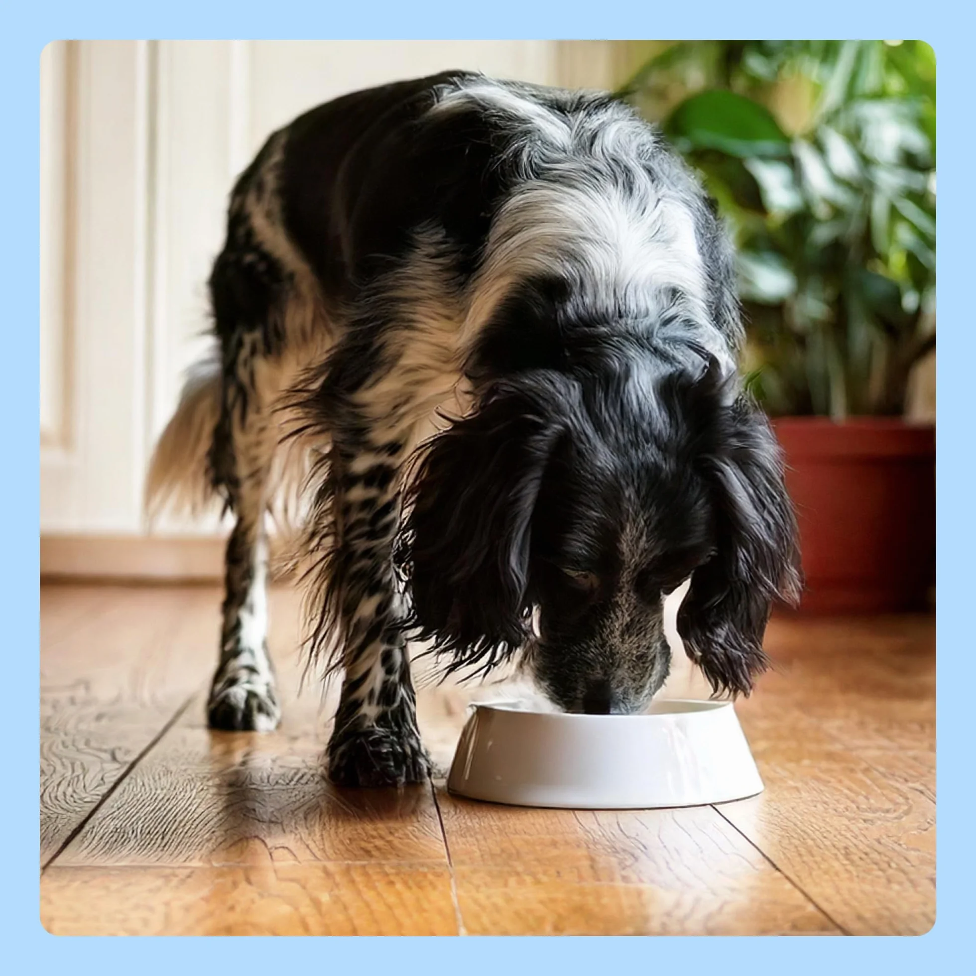 Amazon Nourriture Humide pour Chiens Pâté Mélangé 300g Lot de 20