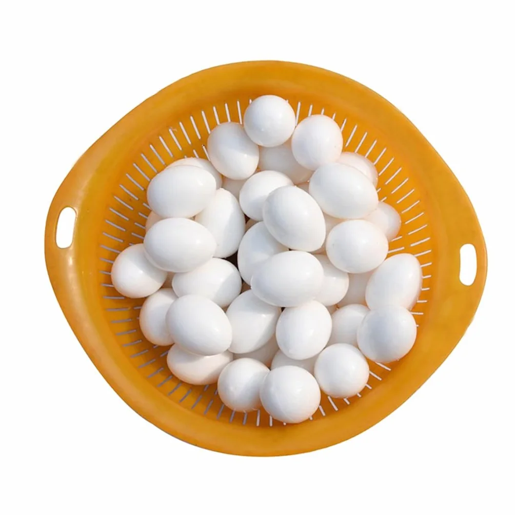 Lot de 5 œufs solides pour perroquet - Blanc - Joues vertes - Loriquet - Colombe et calopsitte