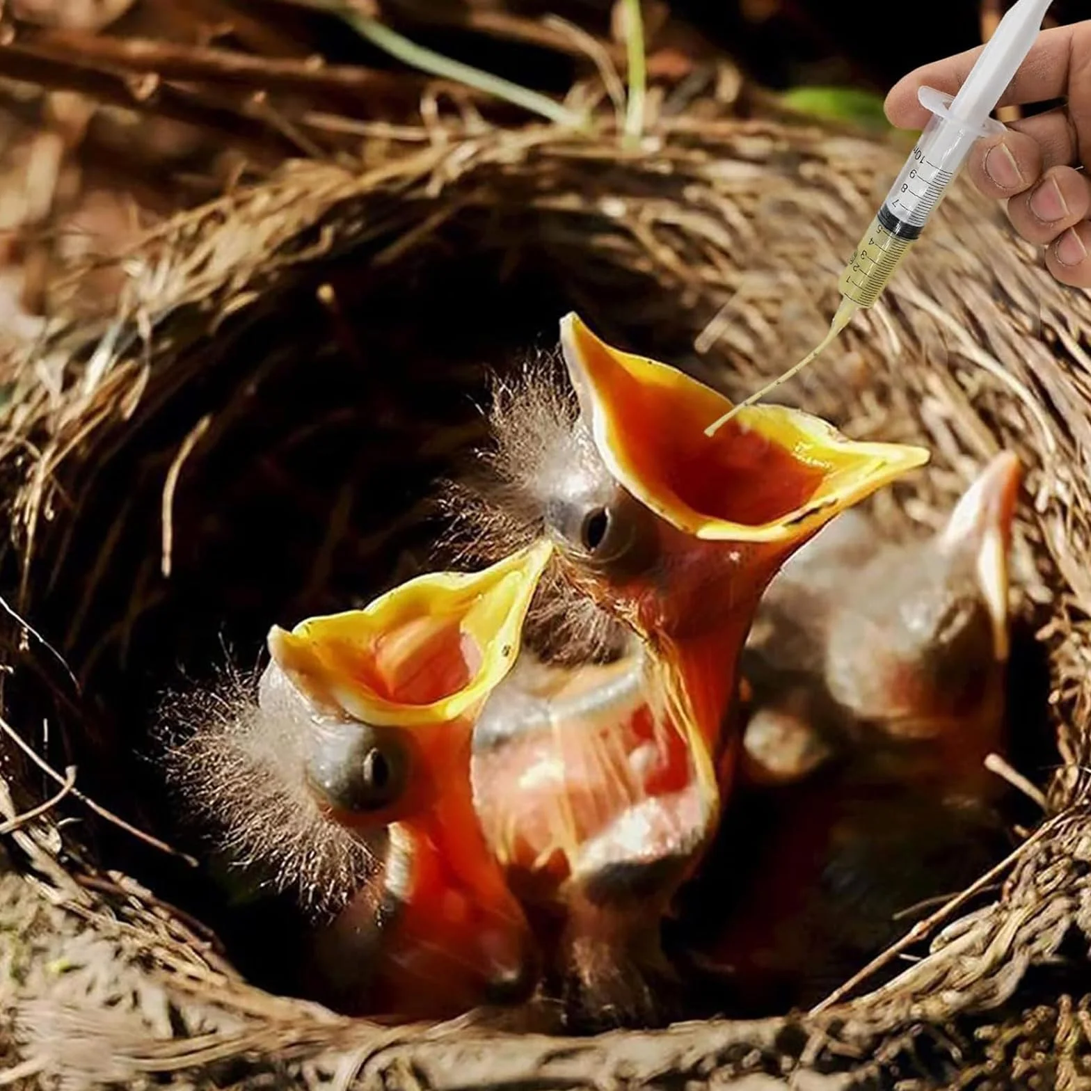 Kit Seringue Alimentaire 10ml avec 10 Tuyaux pour Oiseaux Pigeons Perruches