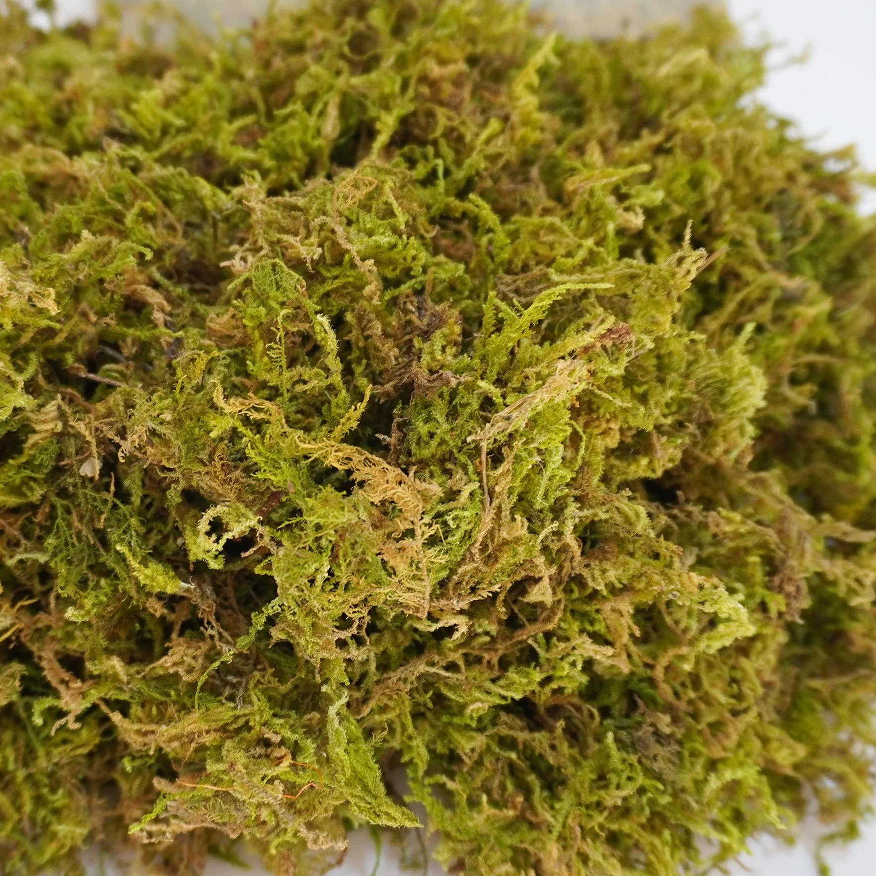 99g Substrats Mousse de Forêt pour Reptiles et Amphibiens, Accessoire idéal pour Les Terrarium de Tortues, idéal pour Conserver l'humidité et la Chaleur en Hiver