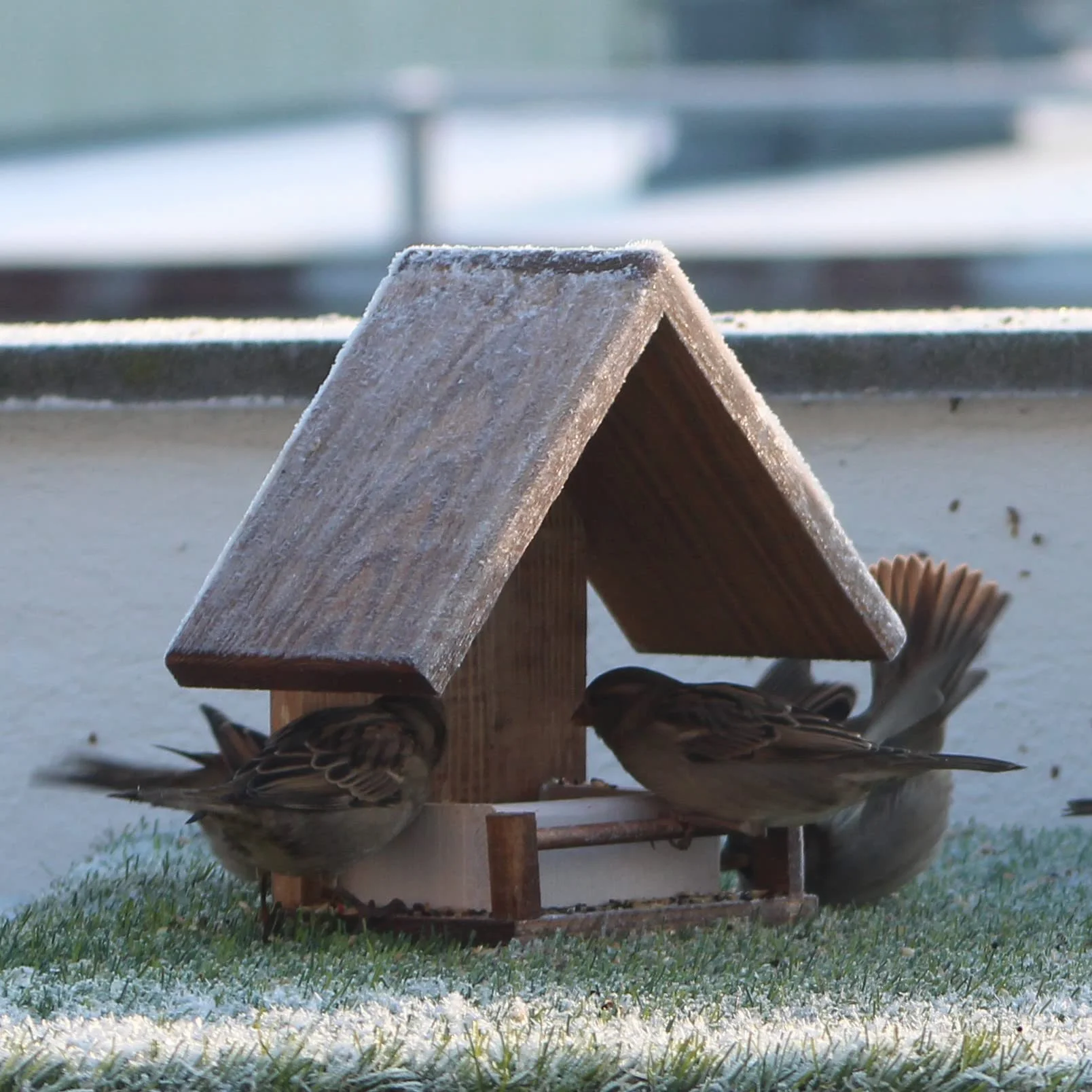 Mangeoire Oiseaux Bois Naturel Jardin Balcon Terrasse Protection Anti-Humidité Maison Décorative Graines Incluses