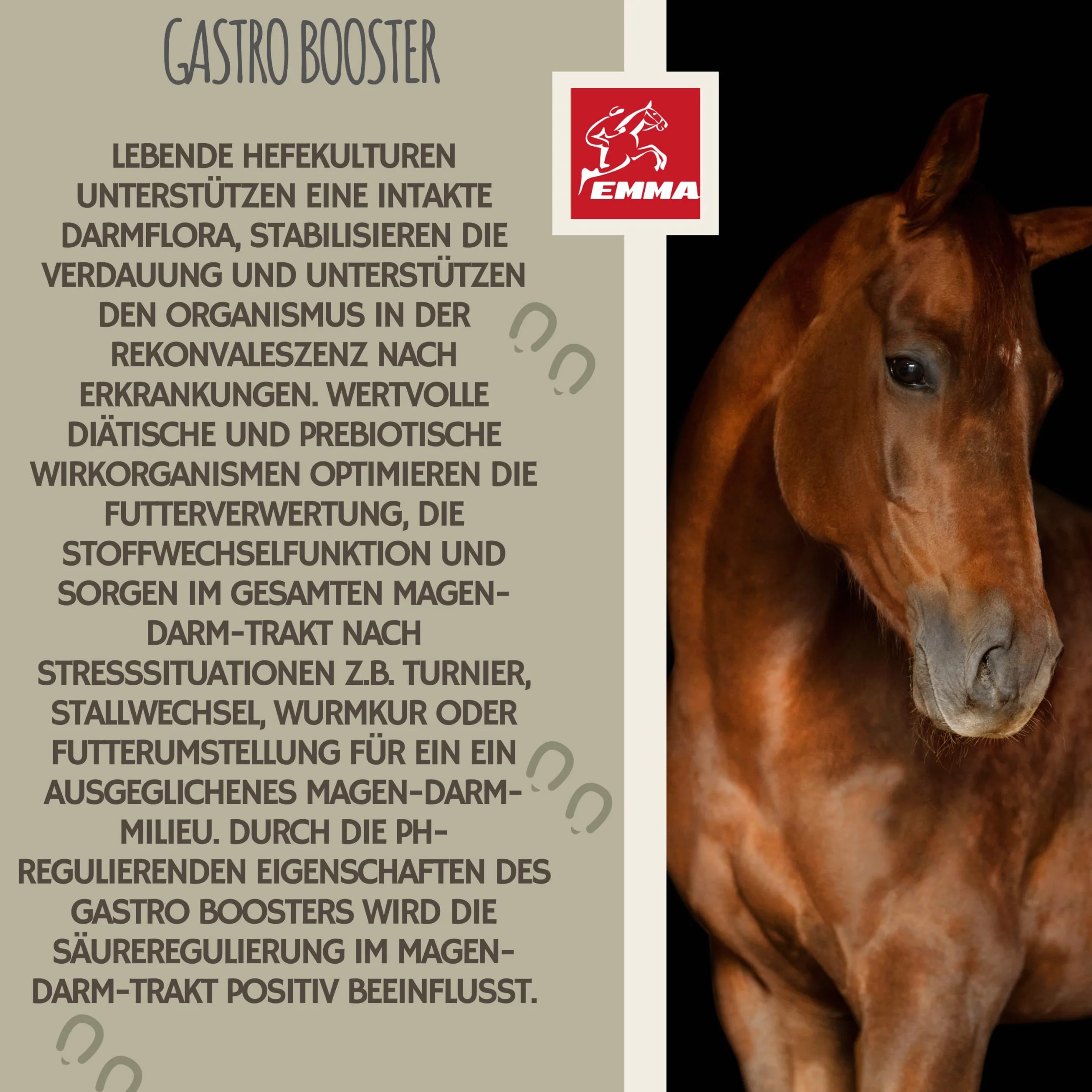 Pâte Gastro-intestinale Probiotiques Levure de bière Cheval Vitamine E Culture de levure Flore intestinale 3x30ml