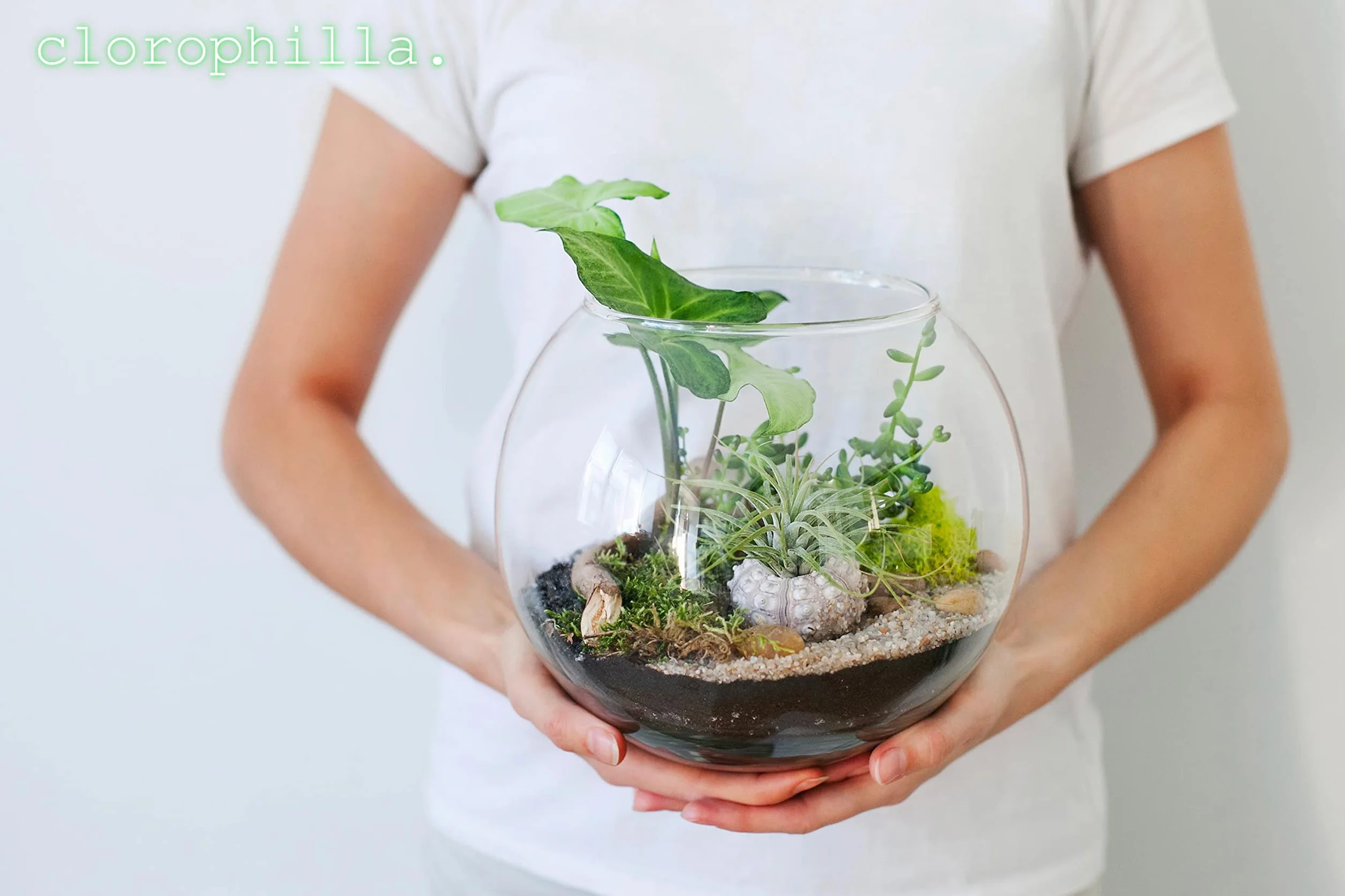 Clorophilla Sable fin 0-4 Naturel 100% pour terrariums aquariums reptiles 1 litre