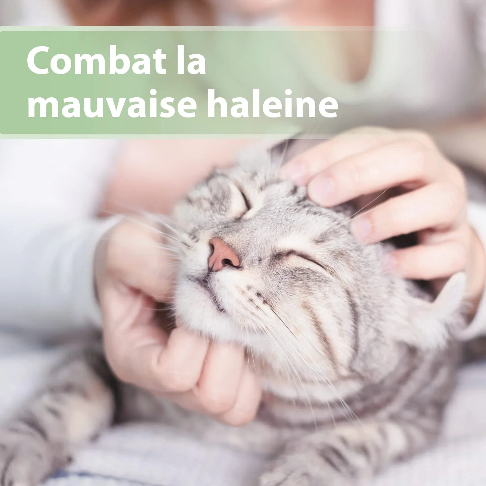 Felisept Doigtiers De Soins Dentaires Pour Chats 50 pcs - Nettoyage Dents Chat Hygiène Santé