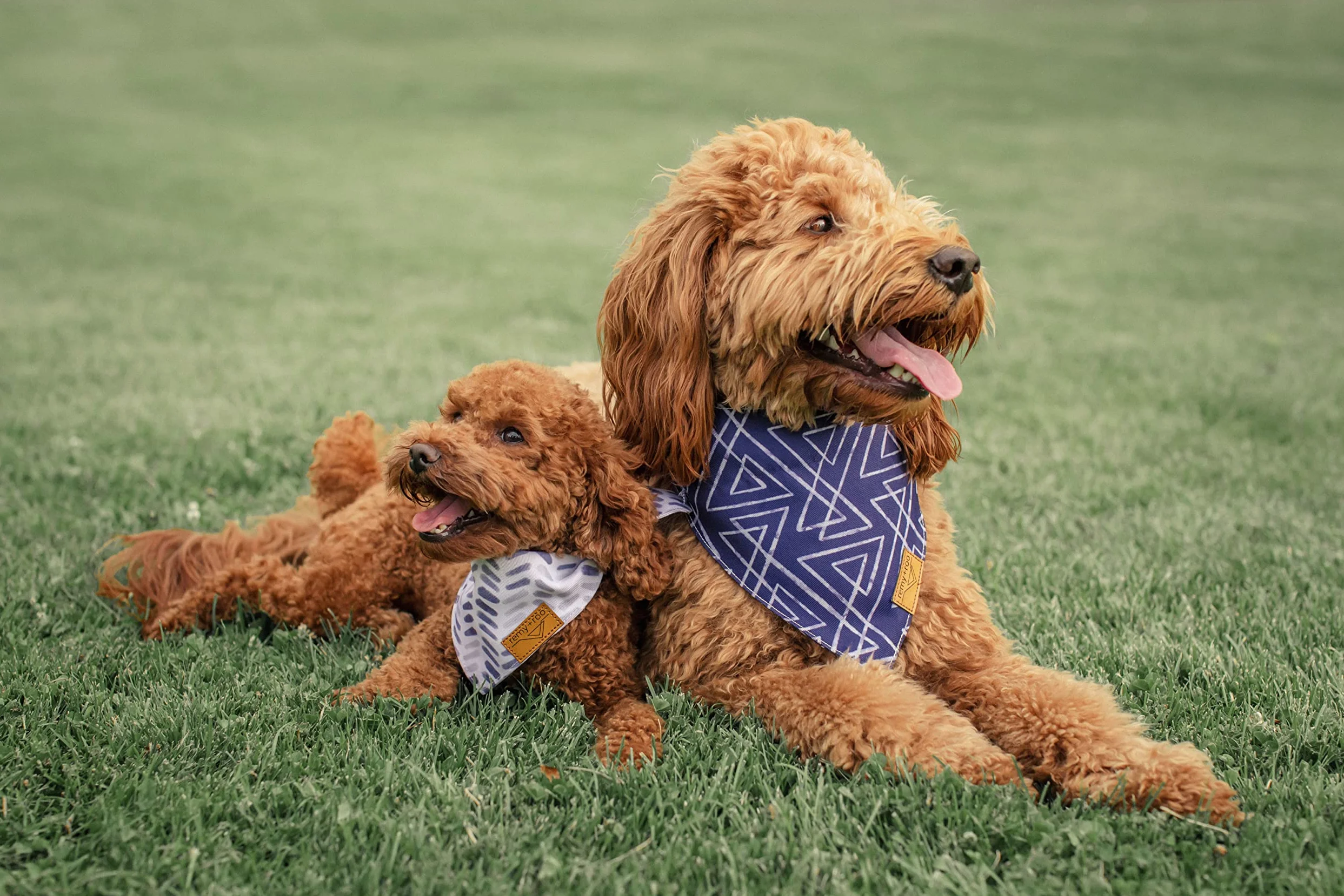 Remy+Roo Lot de 4 bandanas pour chien en tissu durable de qualité supérieure, forme unique, ajustement réglable, plusieurs tailles disponibles (XL)