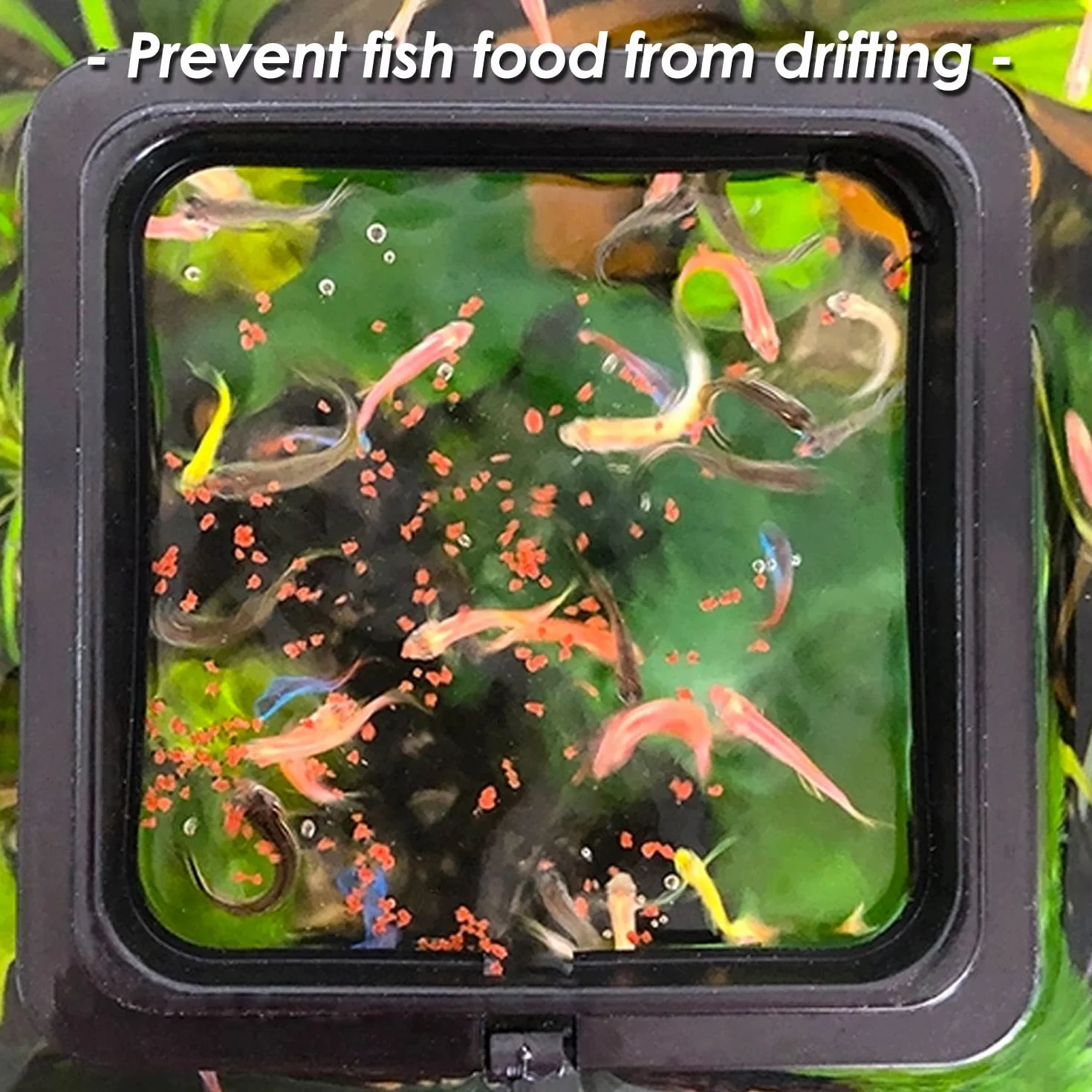 Anneau d'alimentation pour Aquarium avec Ventouse