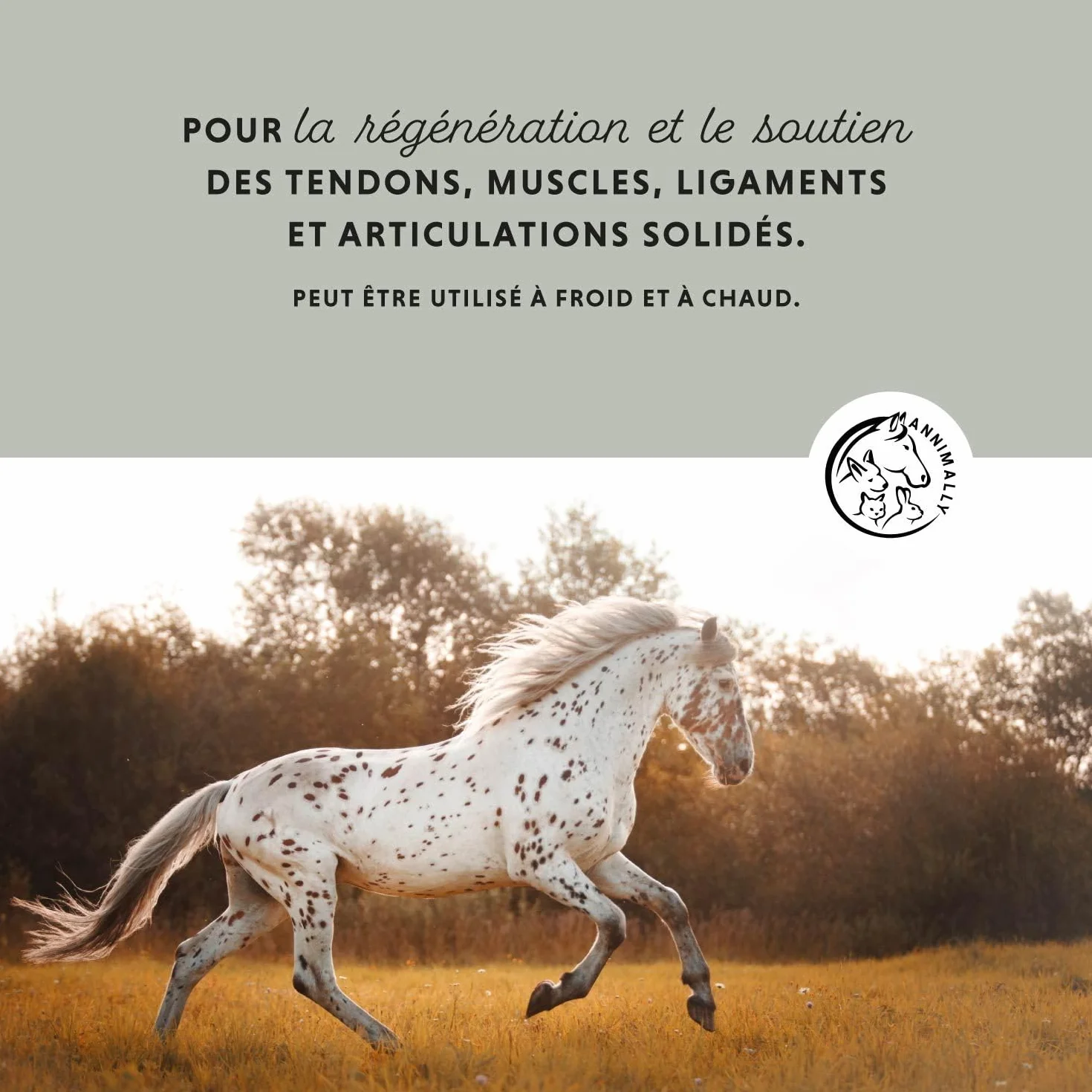 Argile pour Chevaux 2 kg - Pâte d'argile avec extraits de Plantes pour détente et soulagement des Muscles