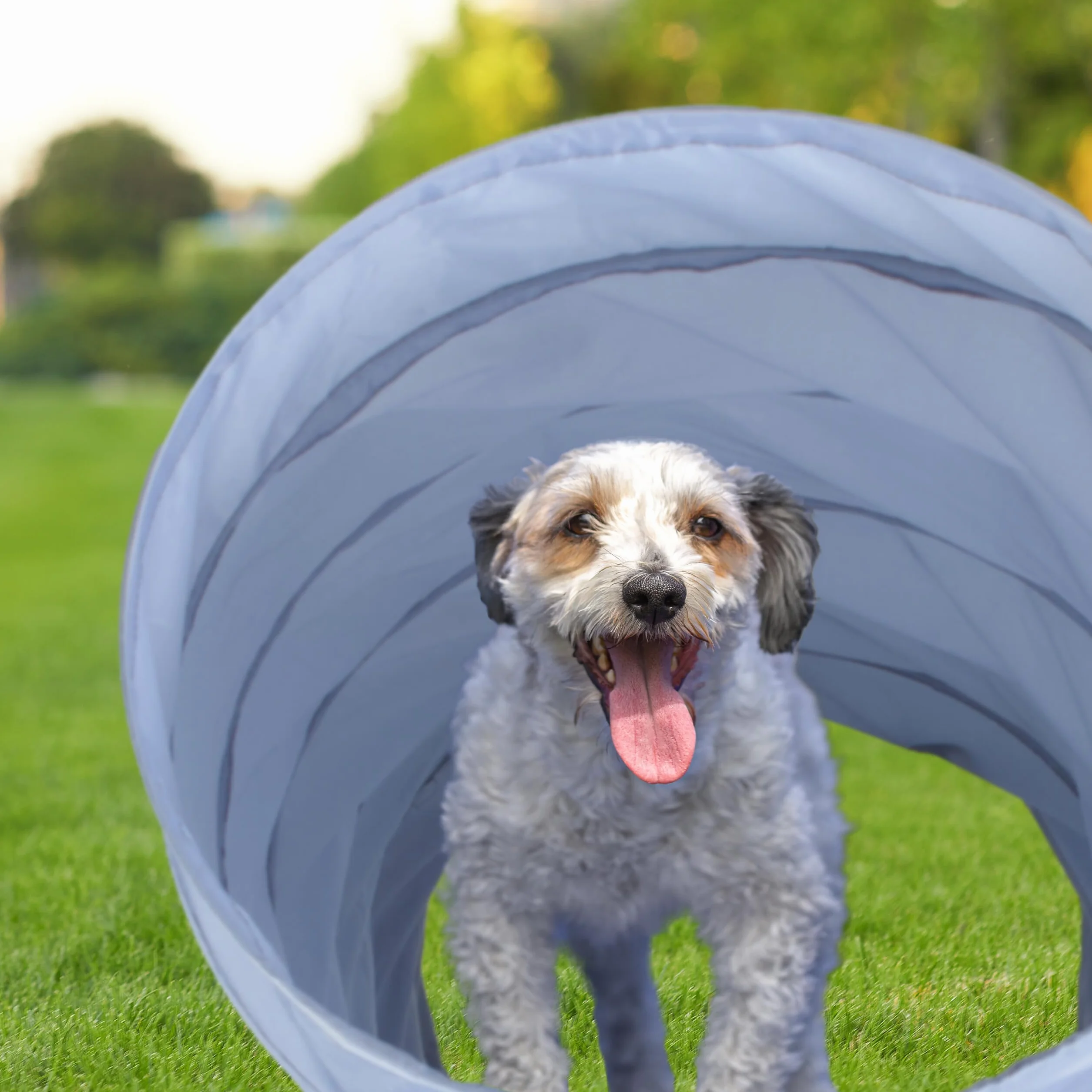 Relaxdays Tunnel d'agilité pour Chien 2 mètres 40 cm Pliable Gris