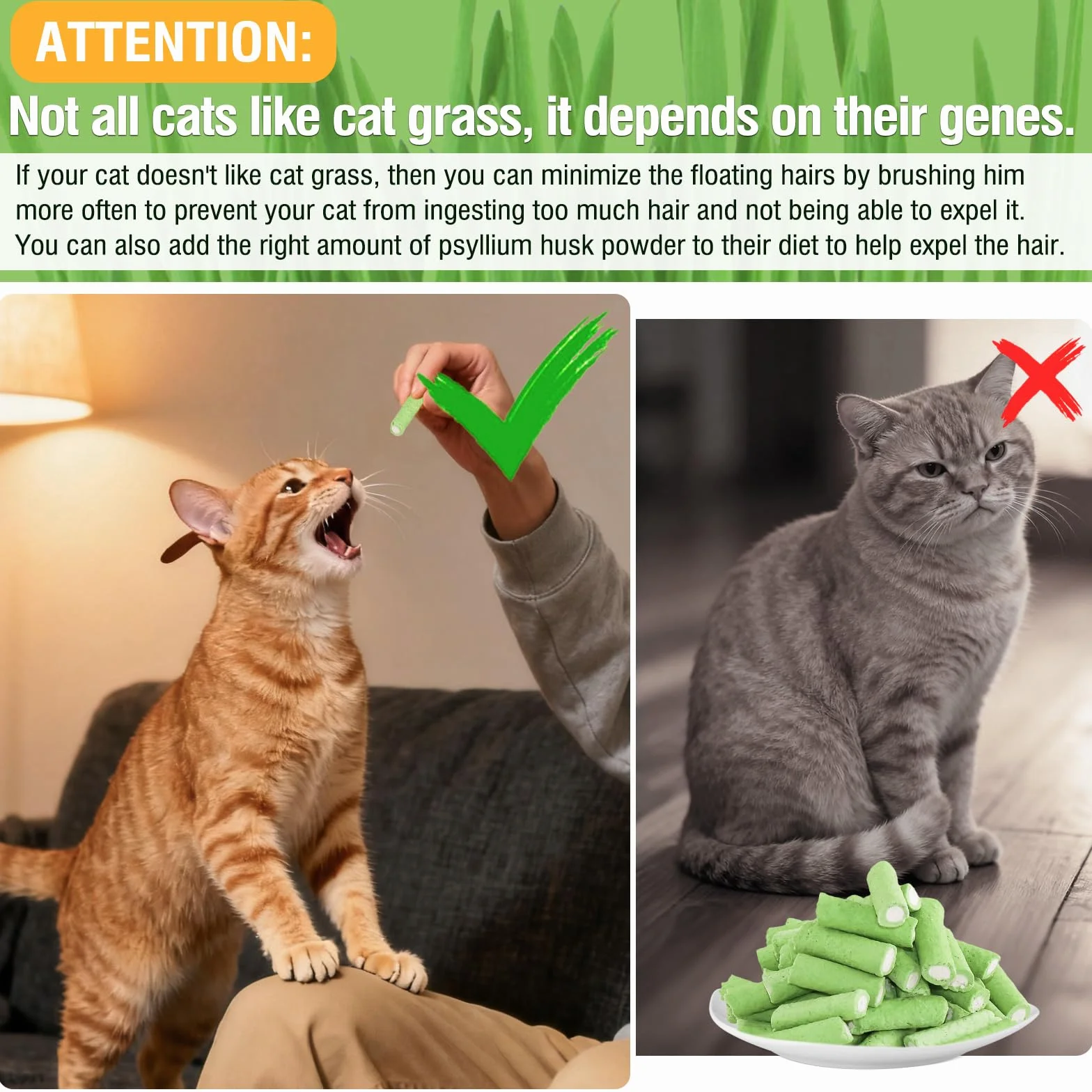 Bâton de Dentition d'Herbe de Chat au Poulet, Friandises Lyophilisées pour Chats