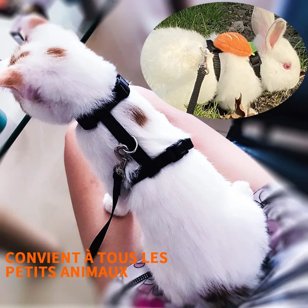 Harnais réglable pour Chat avec Laisse, Lot de 2 (Rouge et Noir)