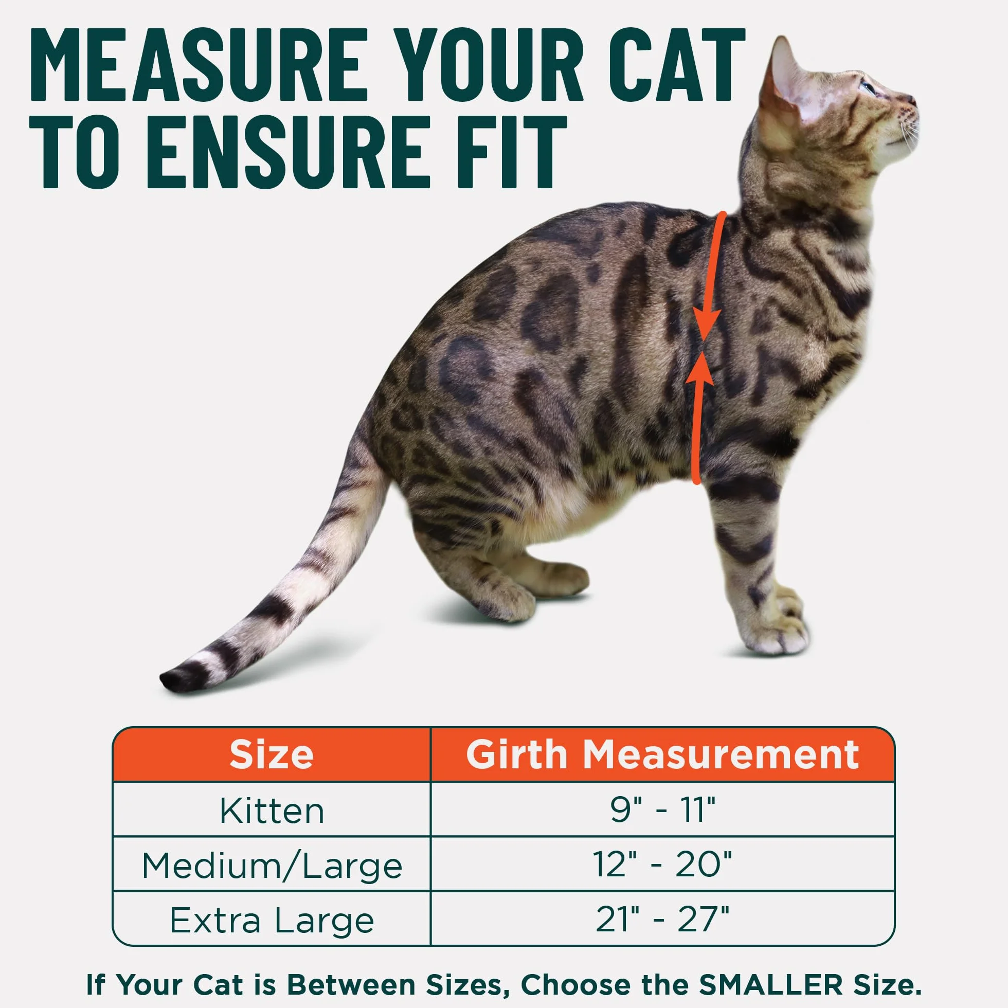 OutdoorBengal Houdini Harnais et Laisse pour Chaton résistant à l'évasion S