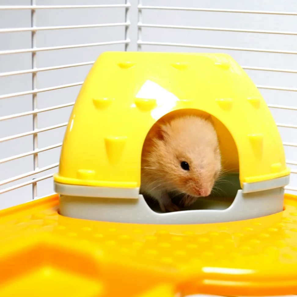Cage à hamster pour petits animaux 2 couches transparente avec plateau spacieux, facile à nettoyer, respirante, facile à nettoyer. Dimensions : 36 x 26 x 25 cm (l x L x H). Convient pour les petits