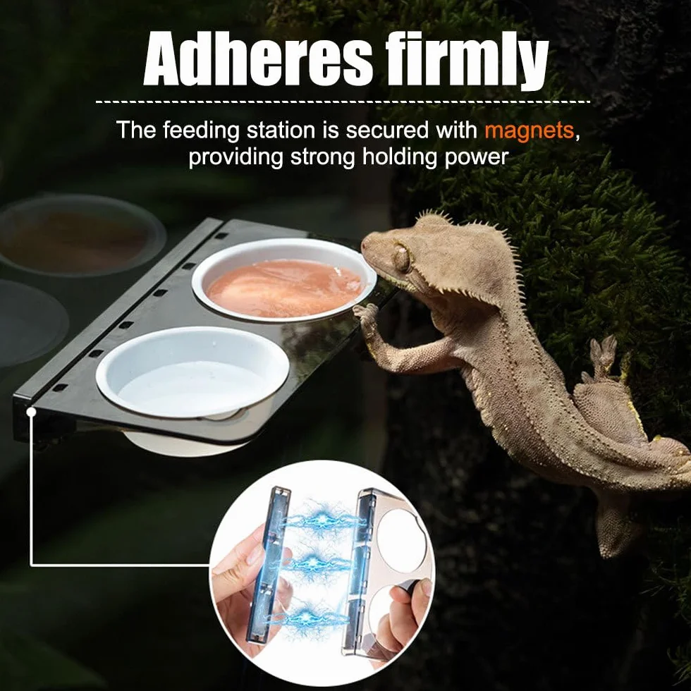 DONGKER Gamelle à Eau et Nourriture pour Reptiles, Mangeoire Magnétique pour Lézard, Tortue, Scorpion, Plat à Eau pour Réservoirs < 4 mm